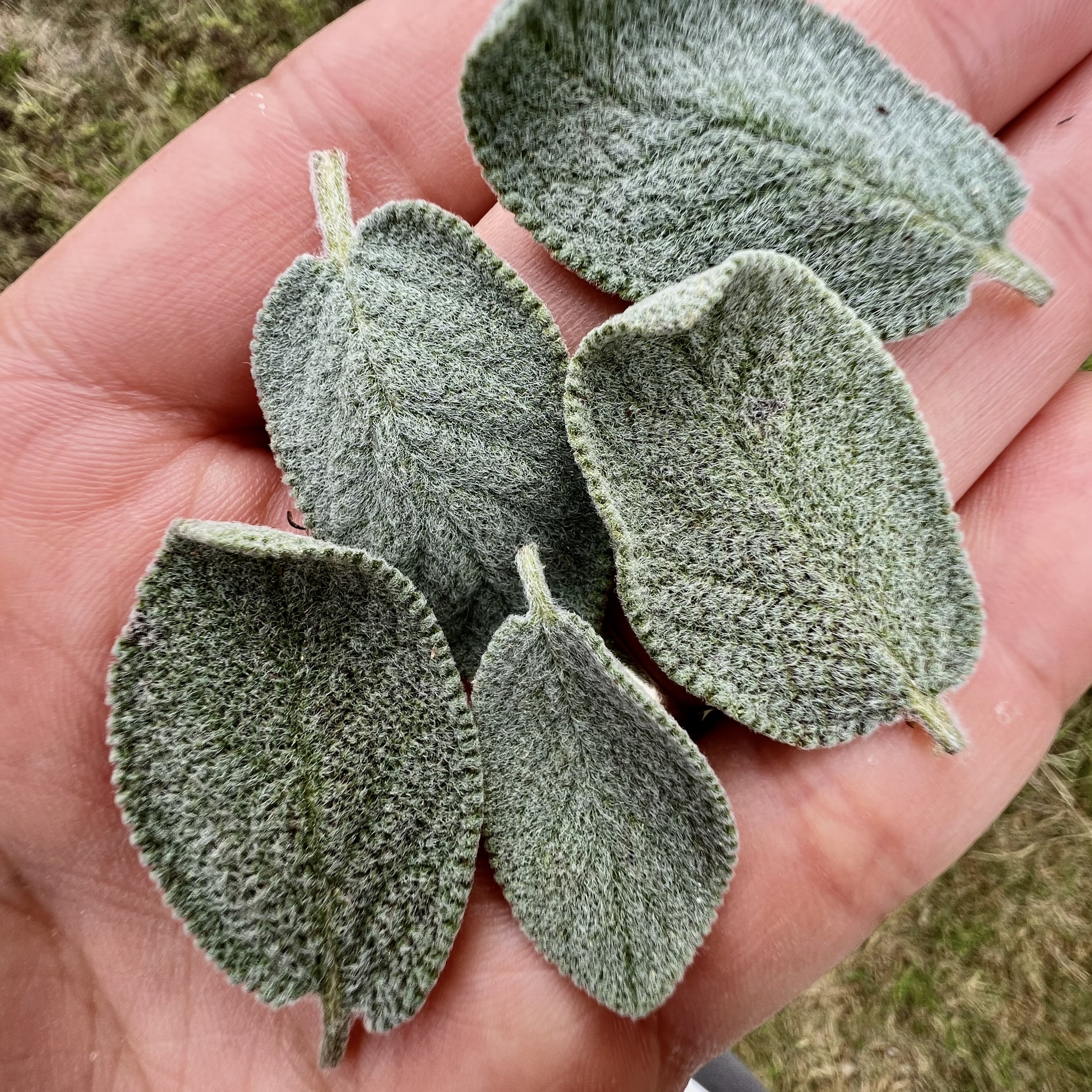 episode 036: White Sage and European Sage