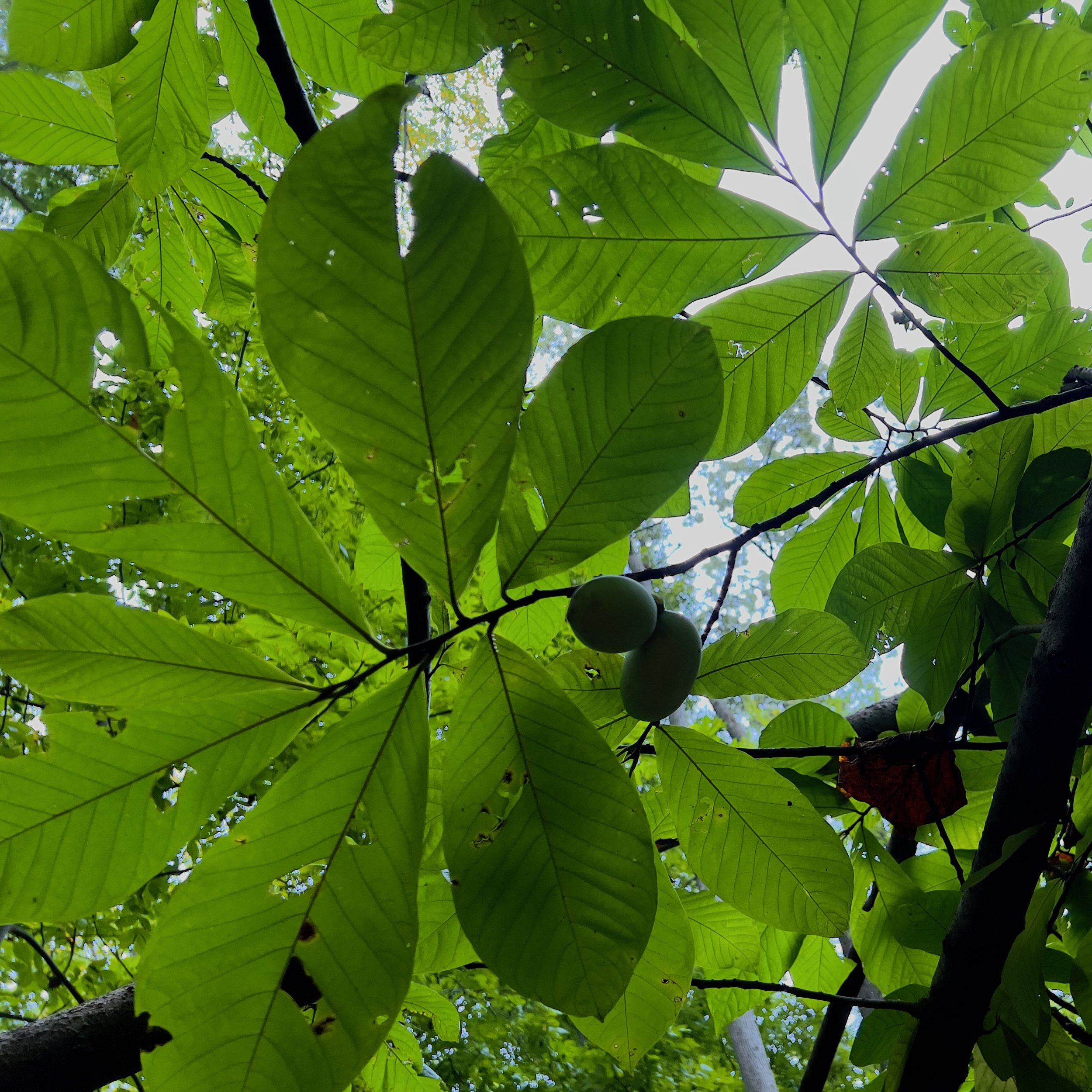 episode 037: Paw Paws!