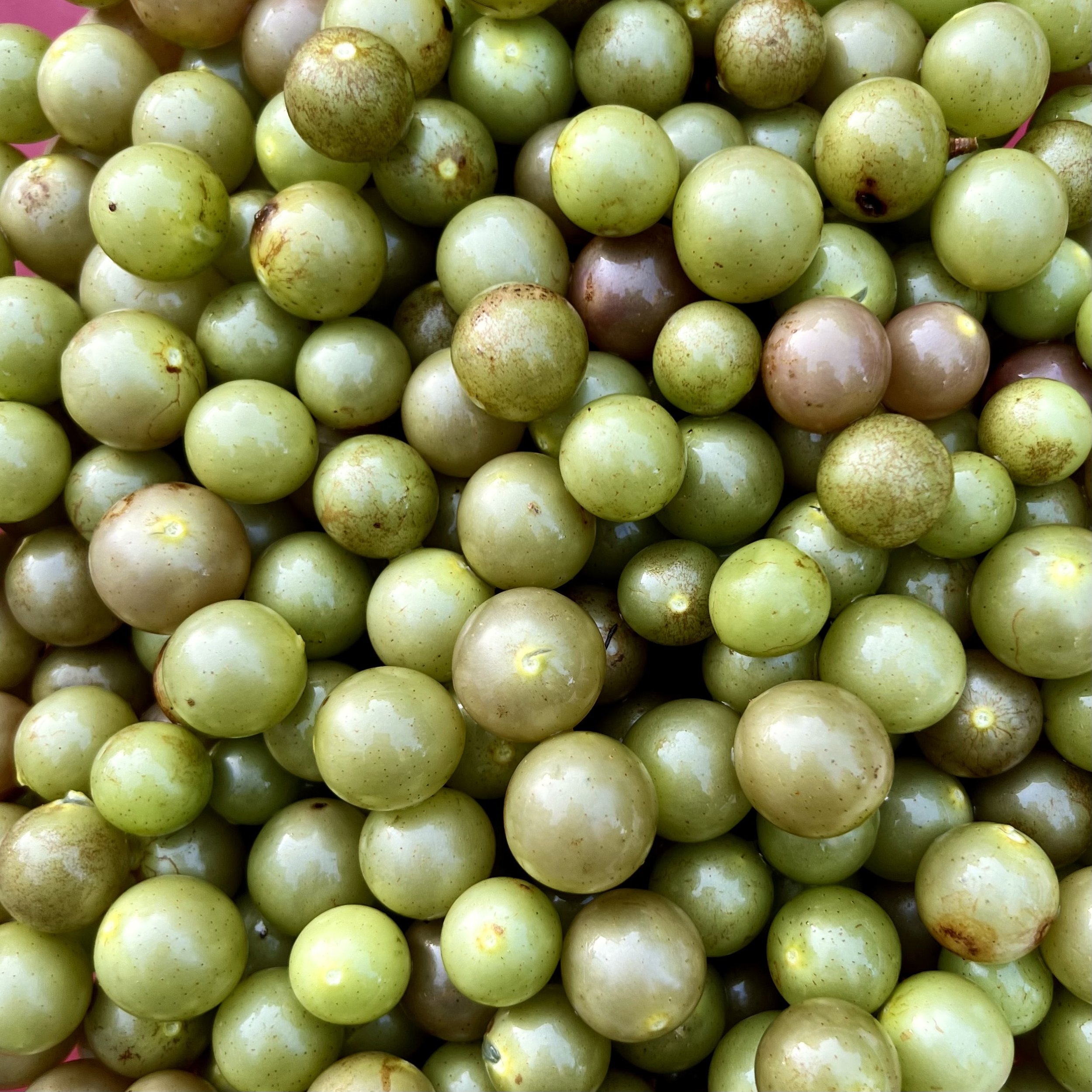 episode 040: Agave and Scuppernong