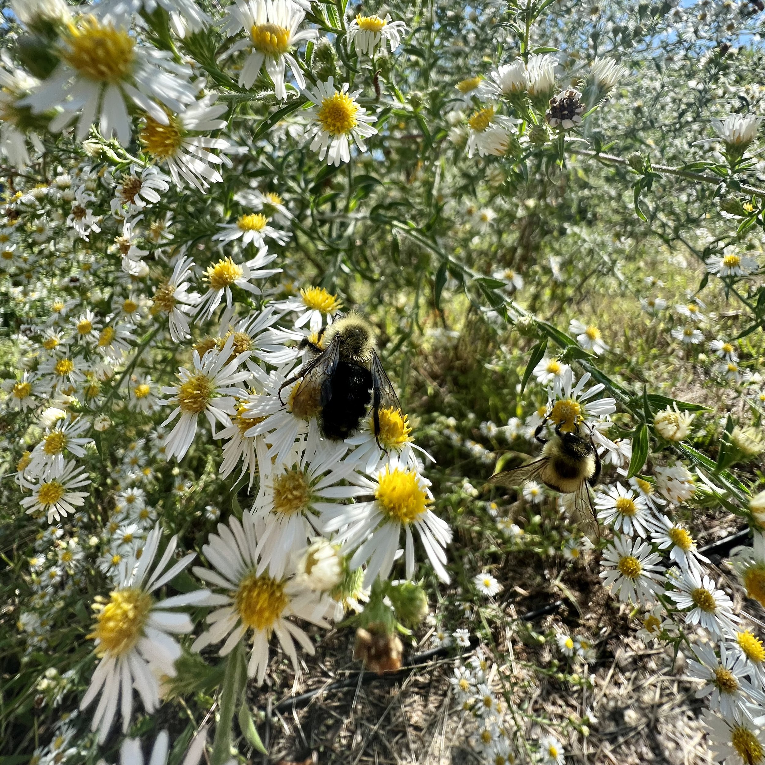 Episode 043: Spanish Moss and Frost Aster