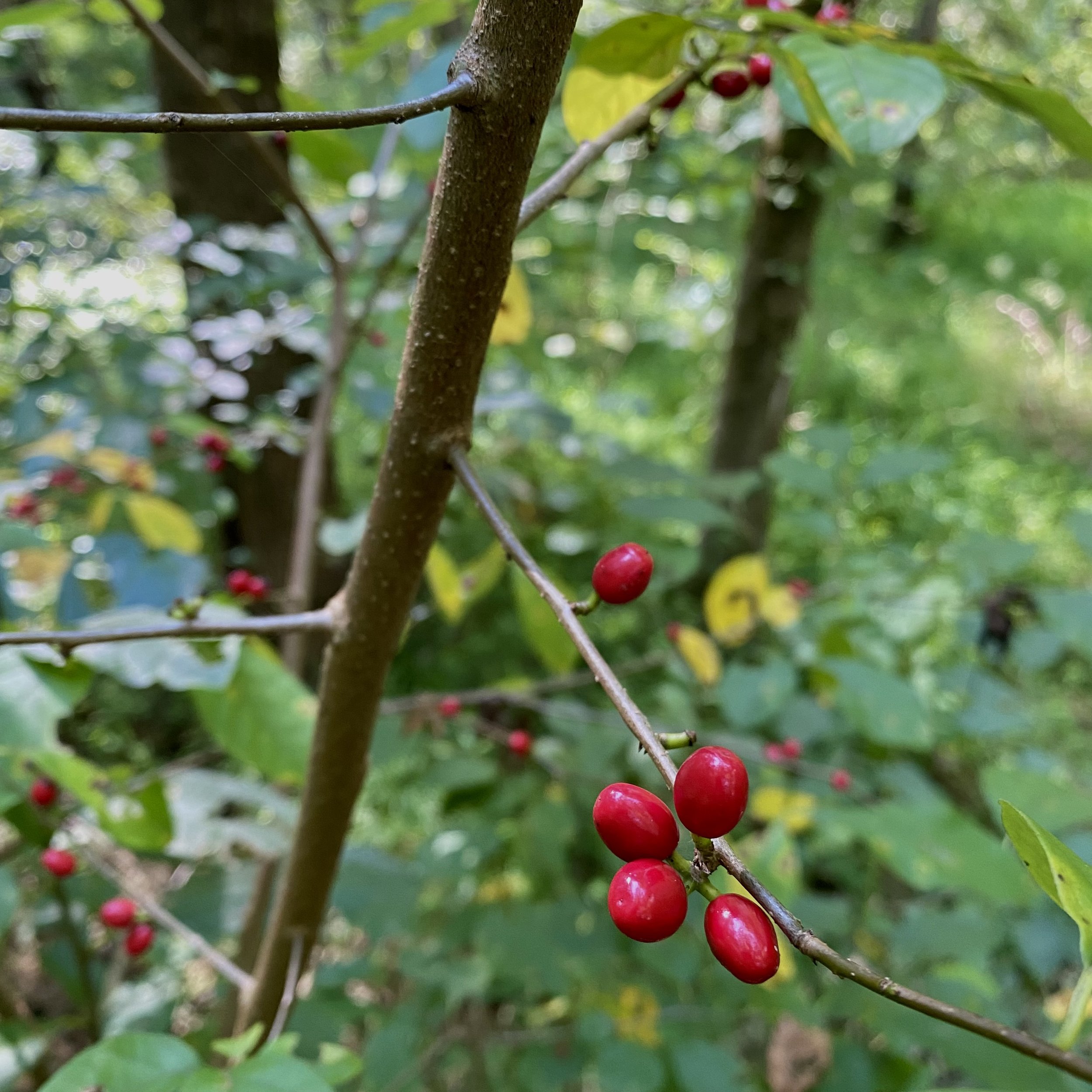 episode 047: Autumn Olive and Spicebush