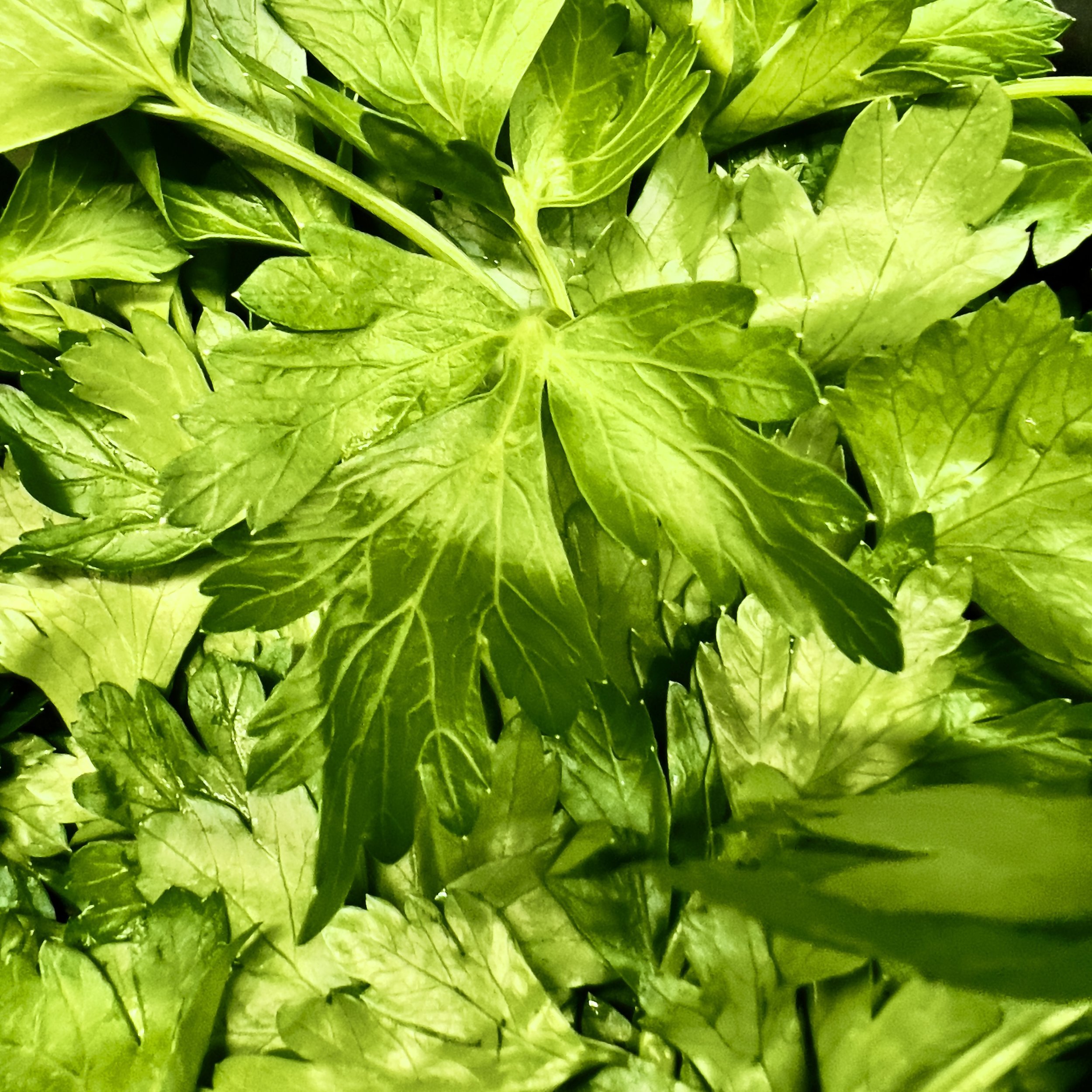 episode 053: Rosemary and Parsley