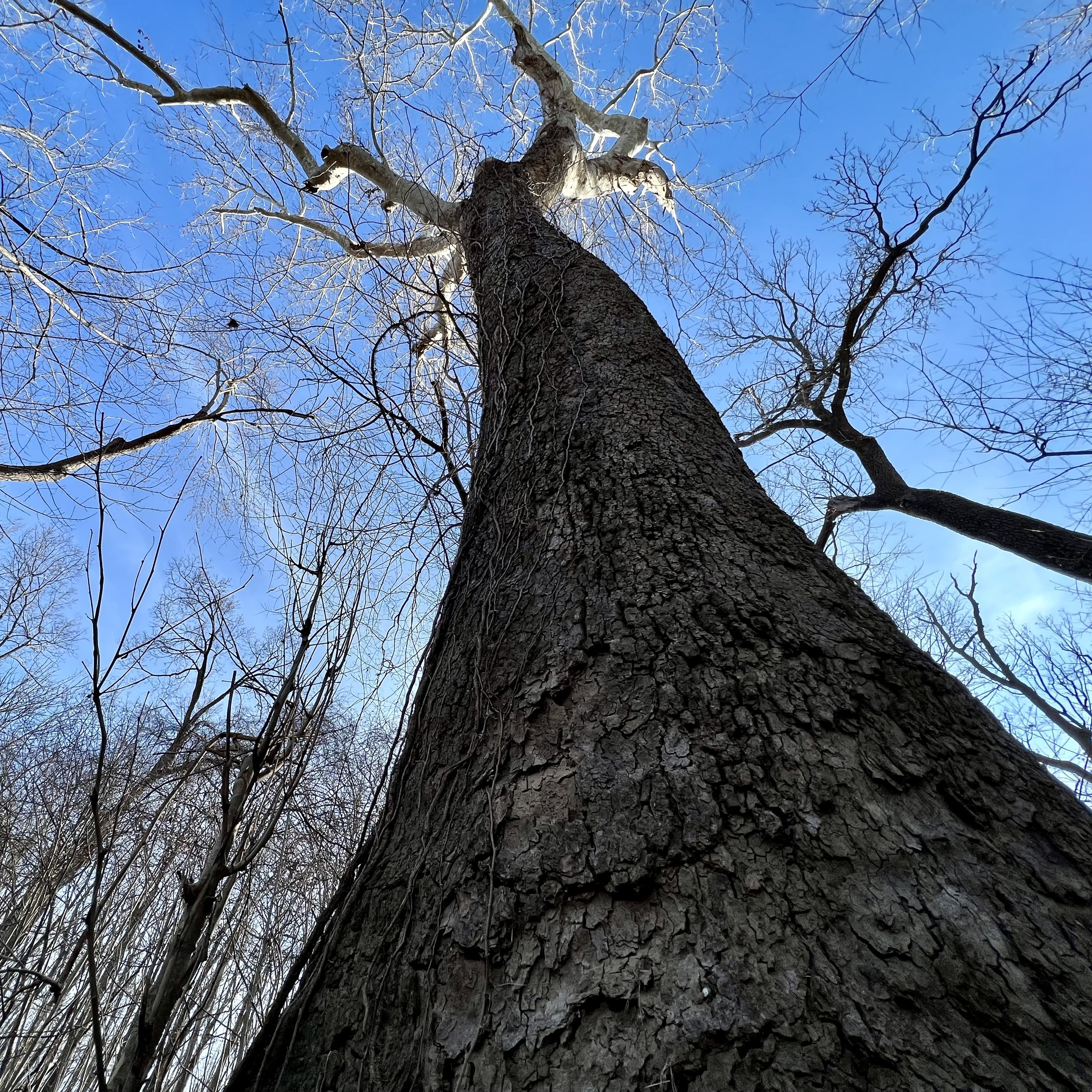 episode 054: Sphagnum Moss and American Sycamore