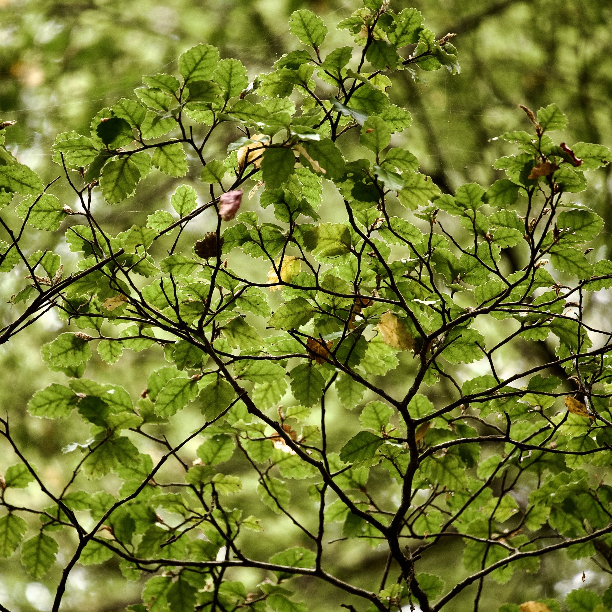 episode 058: The Franklin Tree and Southern Beech