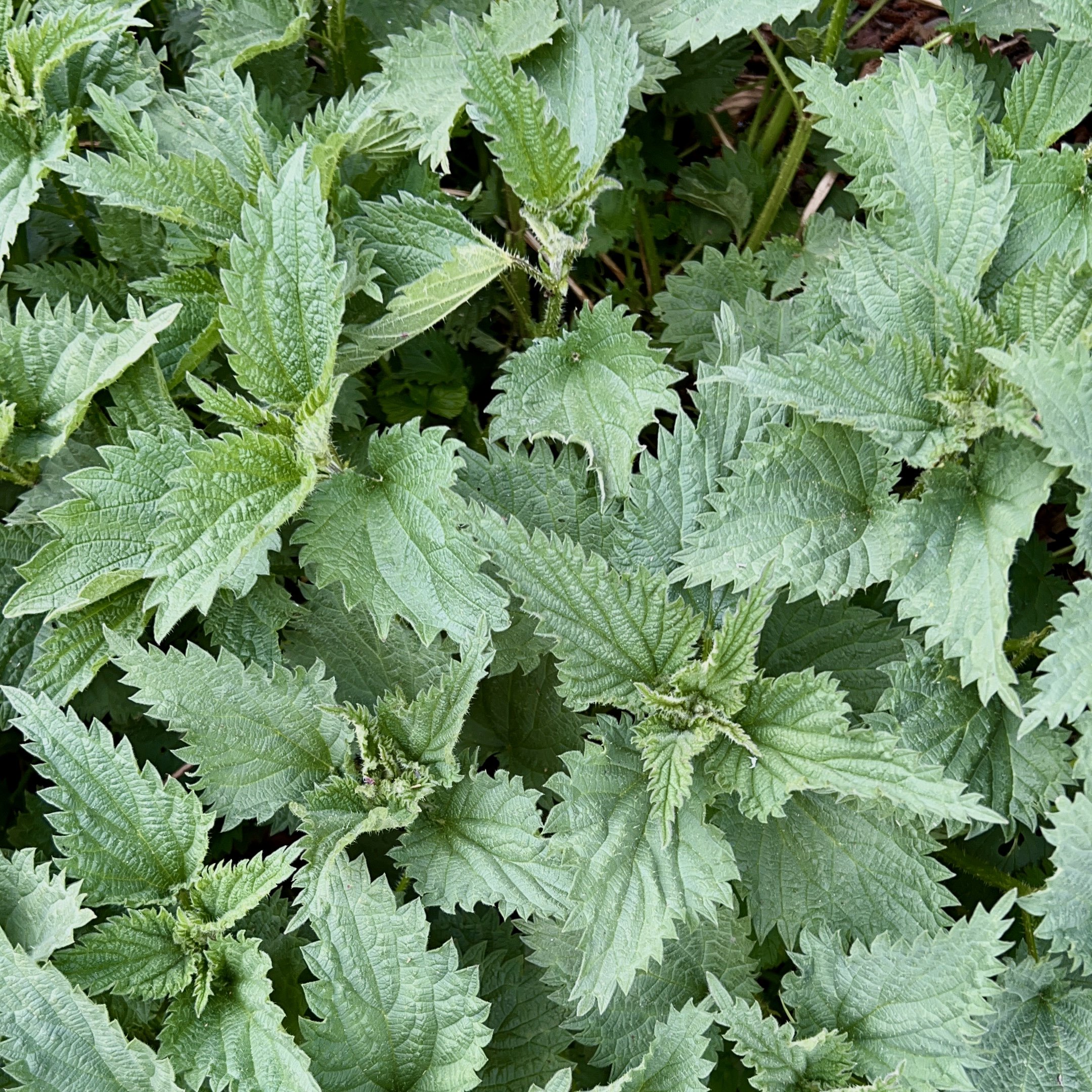 Episode 059: Stinging Nettles!