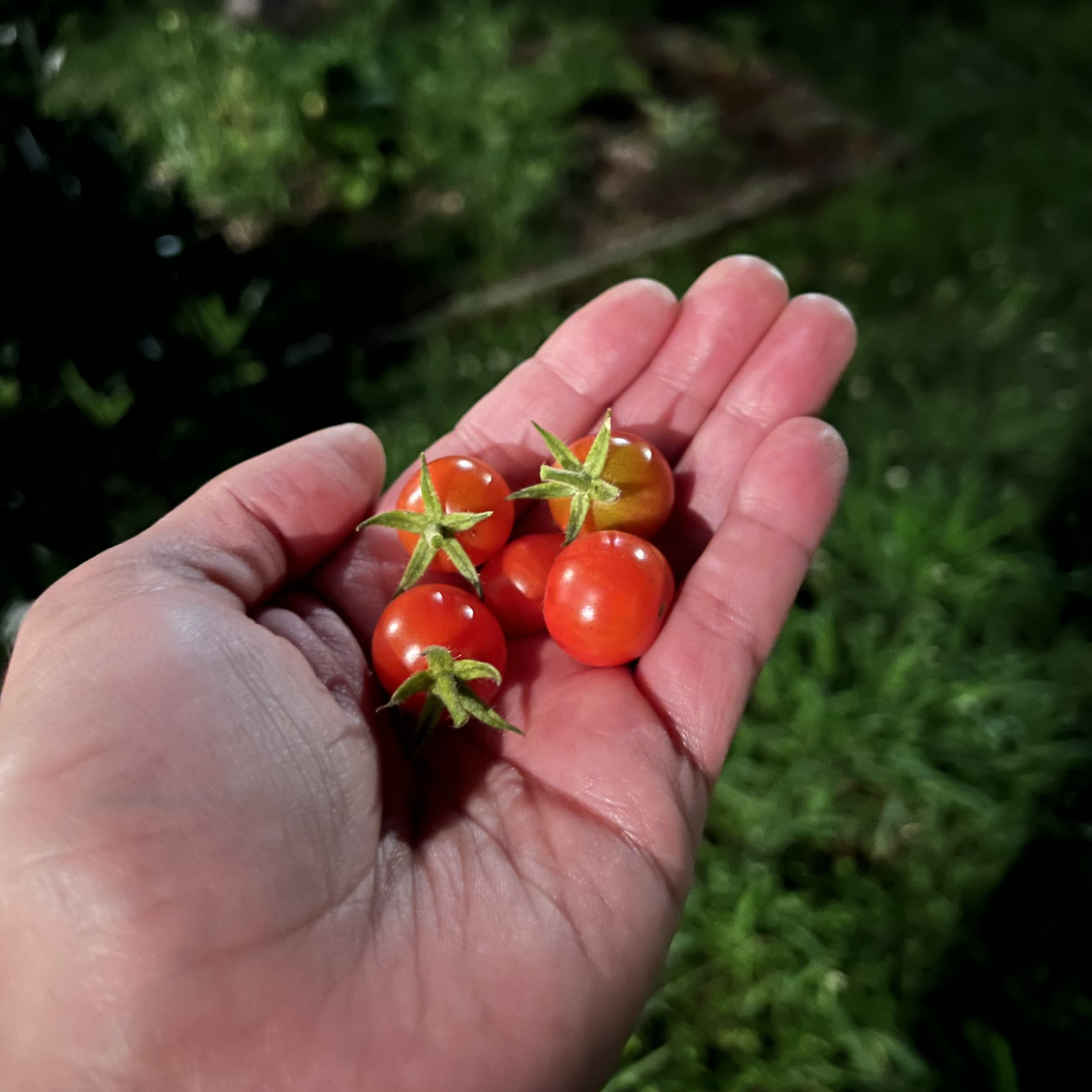 episode 060: Tomato!