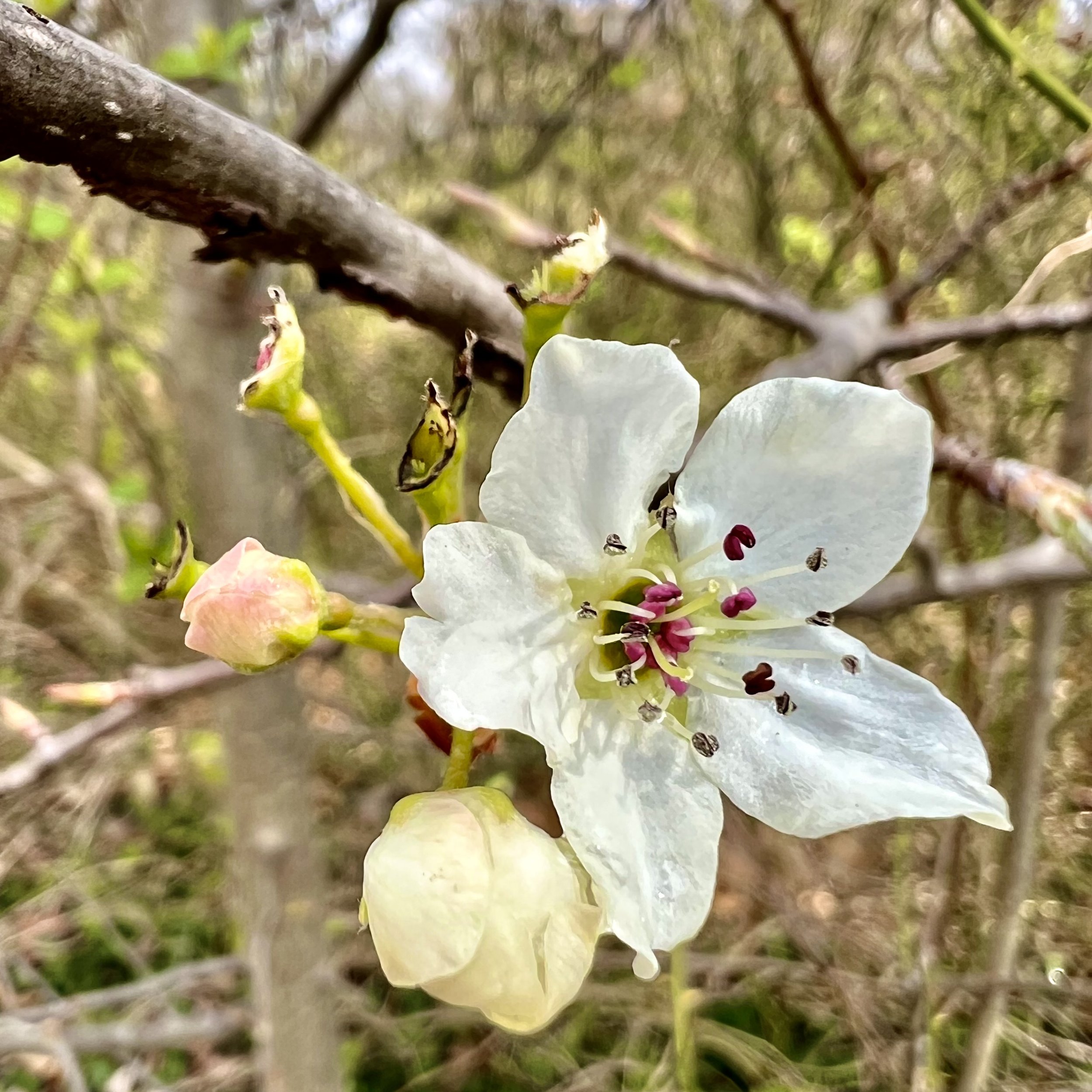 episode 061: Bradford Pear and Almond