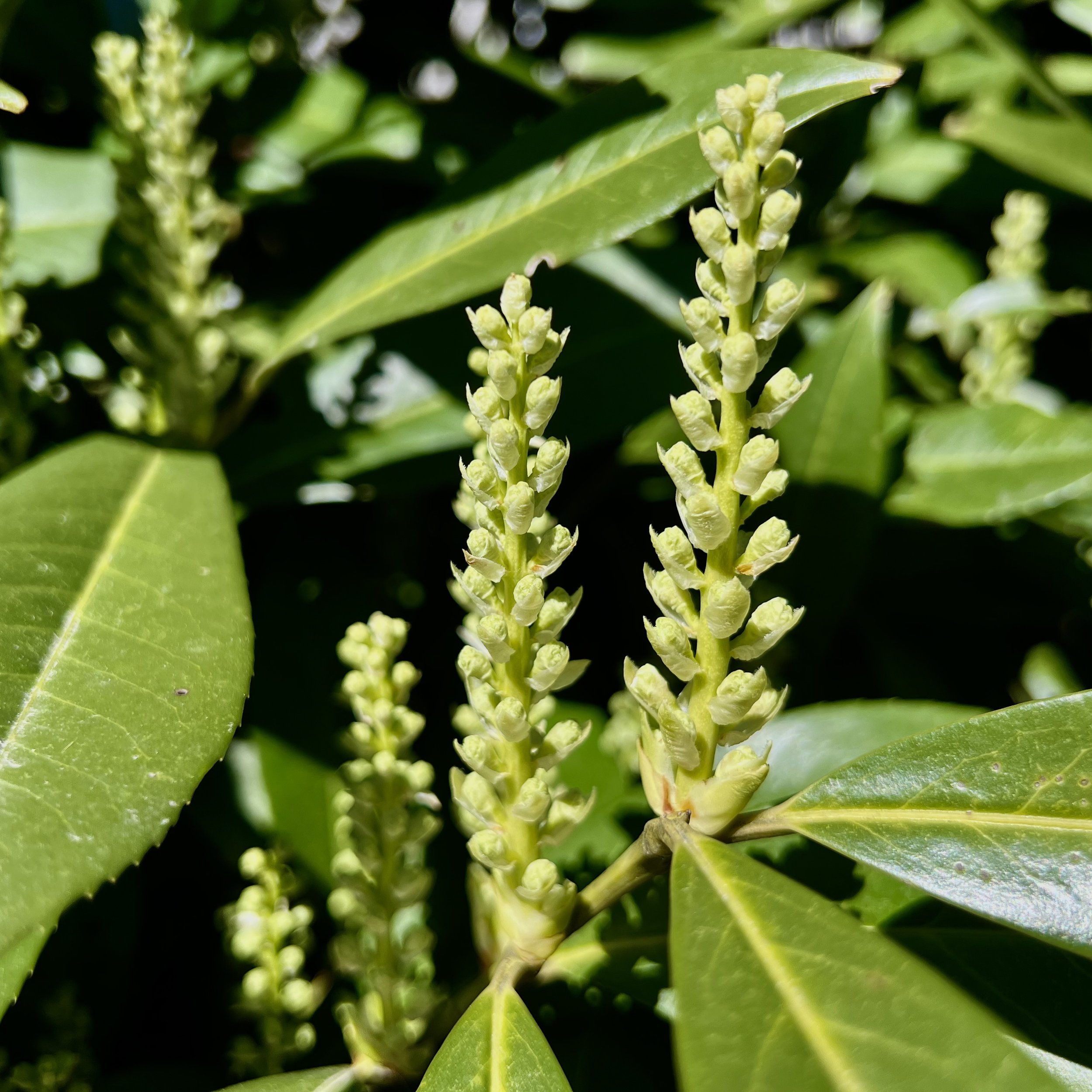 episode 062: Mullein and Cherry Laurel