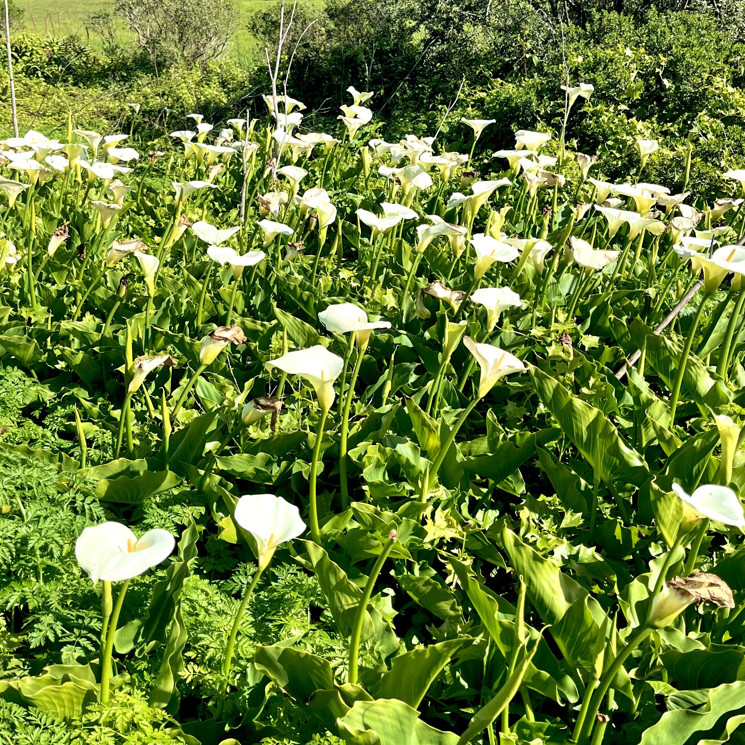 episode 063: Calla Lily and Ice Plant
