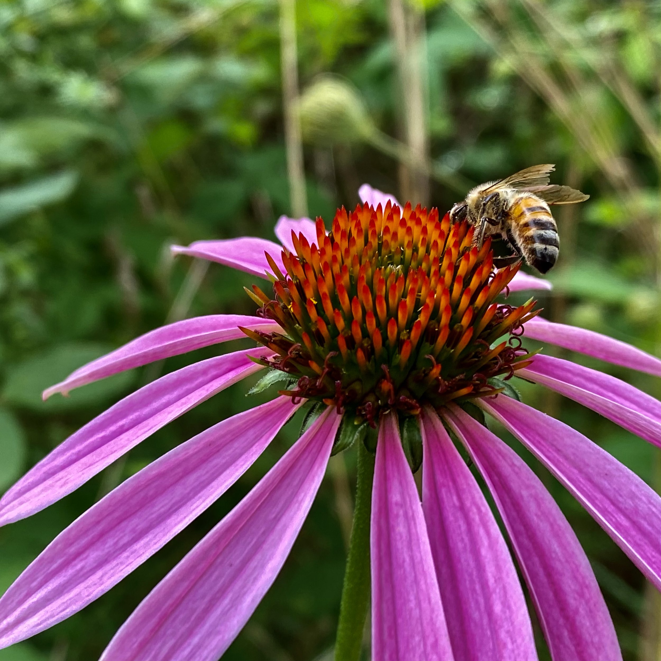 episode 064: Purple Coneflower and Black-Eyed Susan
