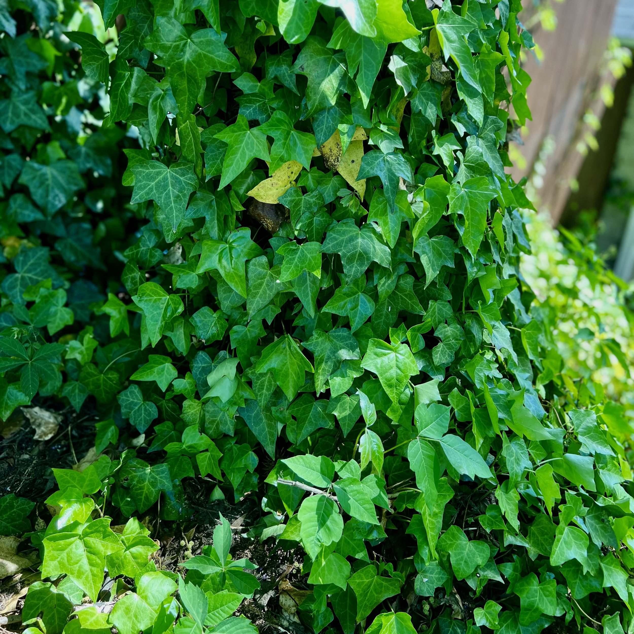 episode 069: Poison Ivy Revisited!