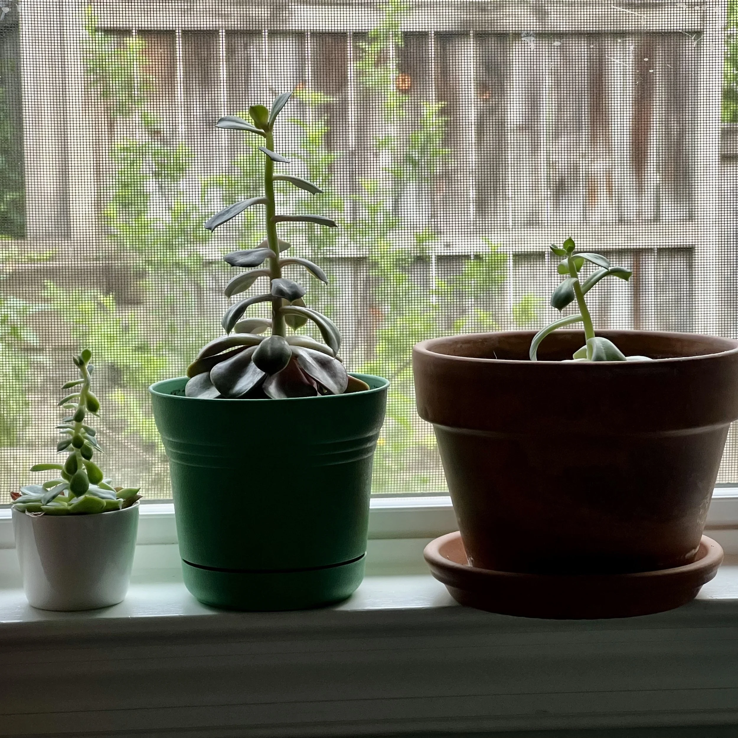 episode 072: Hoya and Echeveria