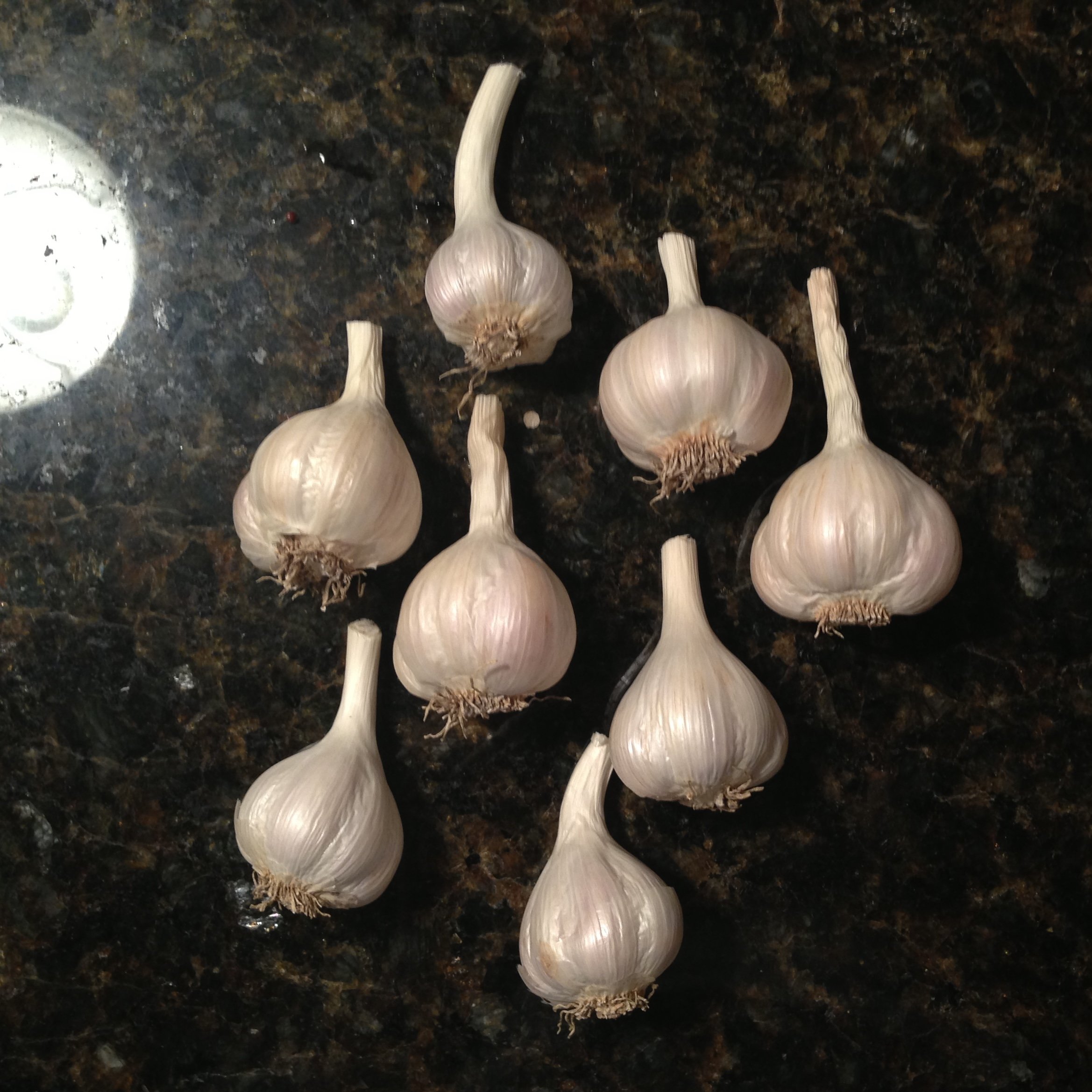episode 074: Garlic and Field Garlic