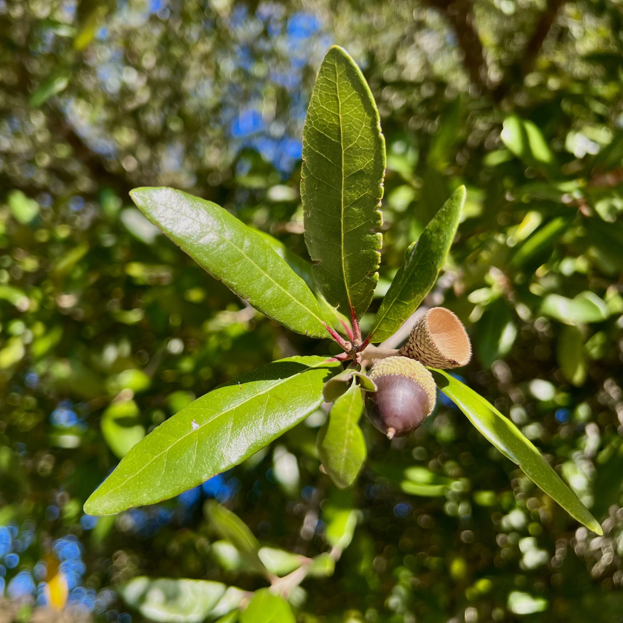 episode 099: Linden and Live Oak