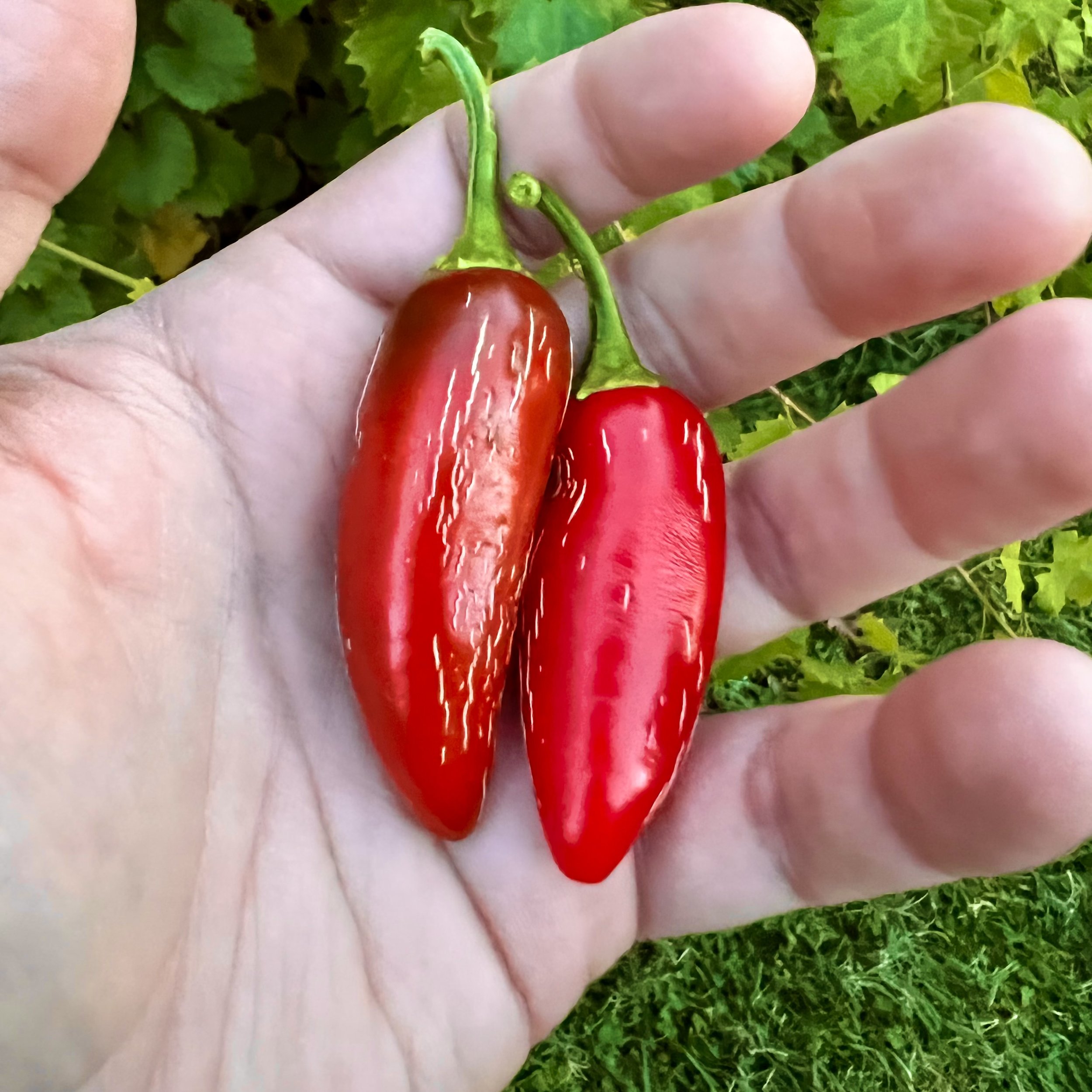 episode 105: Chili Pepper and Onion