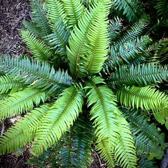 episode 123: Sword Fern and Virginia Copperleaf