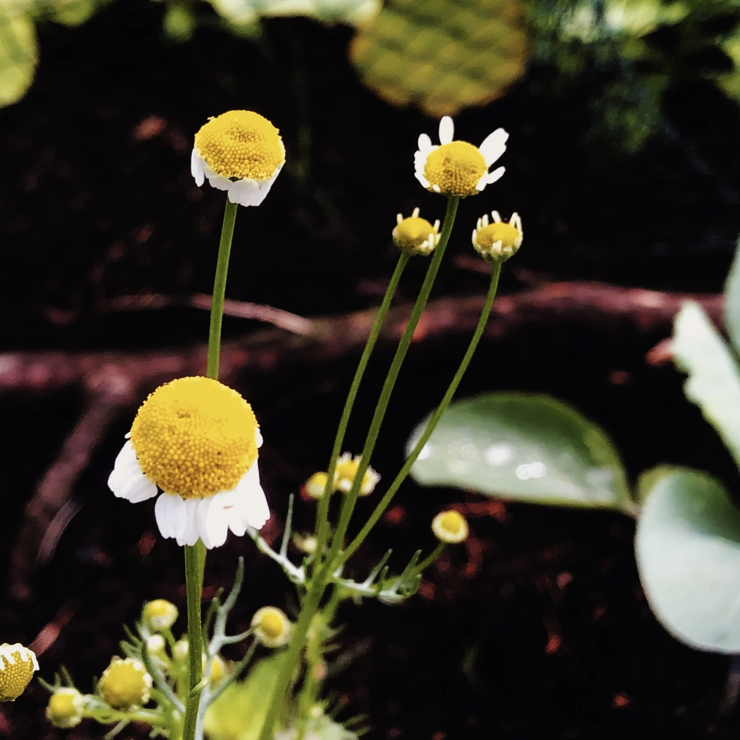 episode 135: Chamomile and Lemon Verbena