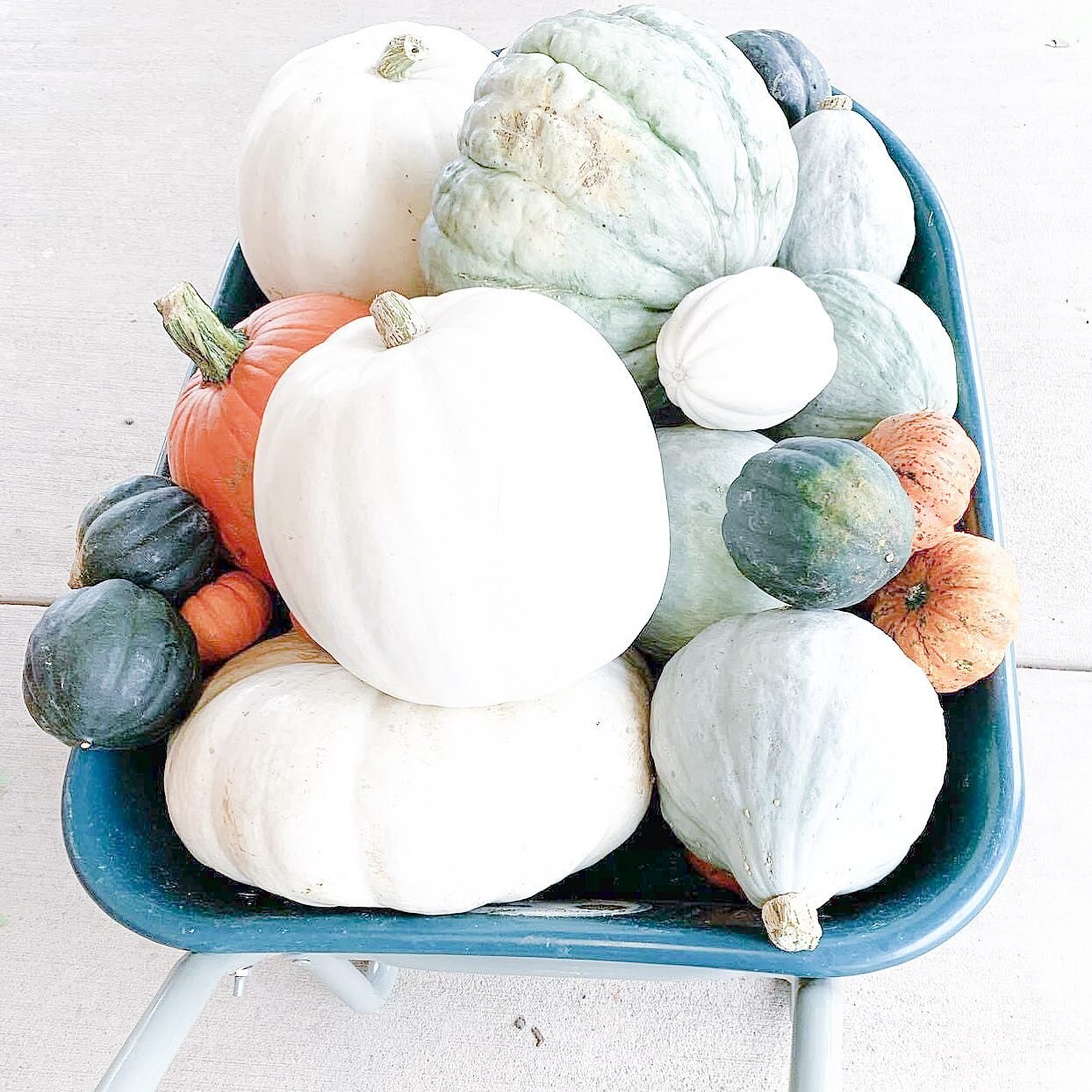 Yay for beautiful pumpkins, and a beautiful fall day spent with my husband and our four little pumpkins 👧🏻👦🏻👶🏻👶🏻 !! Hope everyone had a wonderful Saturday! I cant wait to get these pumpkins inside and start decorating! 

#falldecor #fallvibes