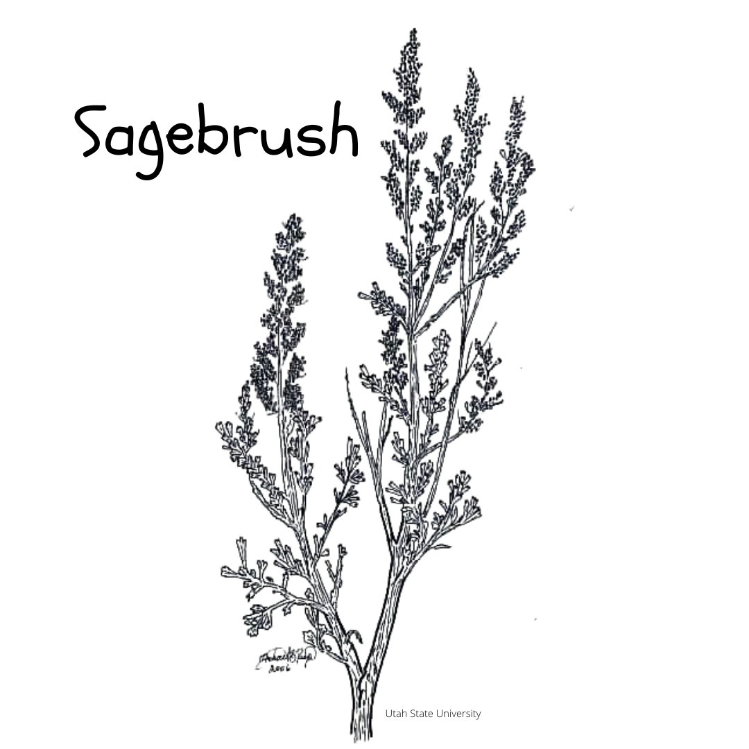 Sagebrush.png