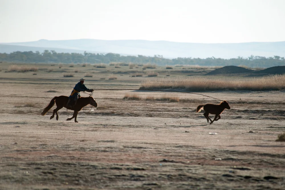 Uurga Gobi Bear Project — Craighead Beringia South
