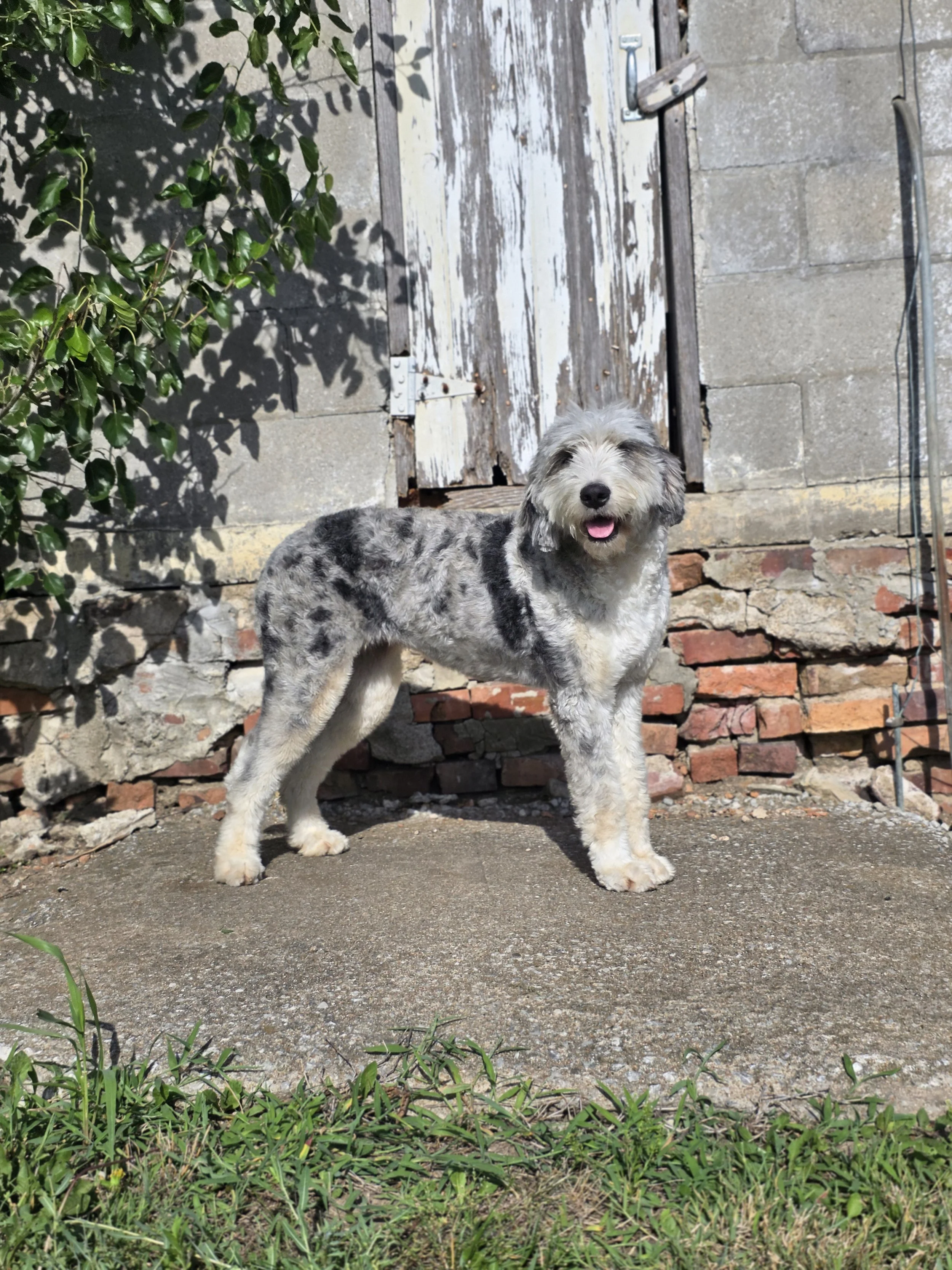 Matilda (Tilly)