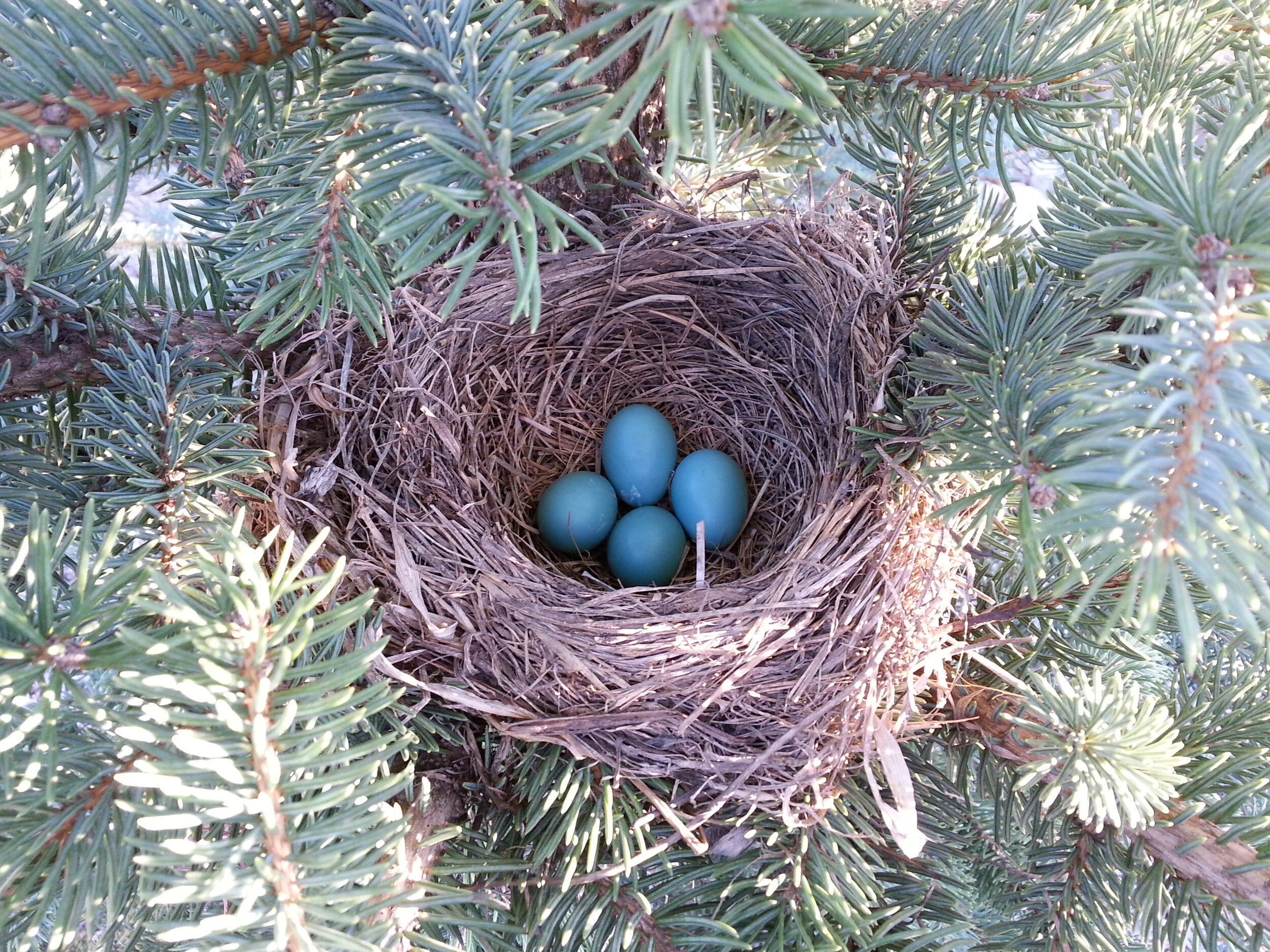 Nordic Nest Design