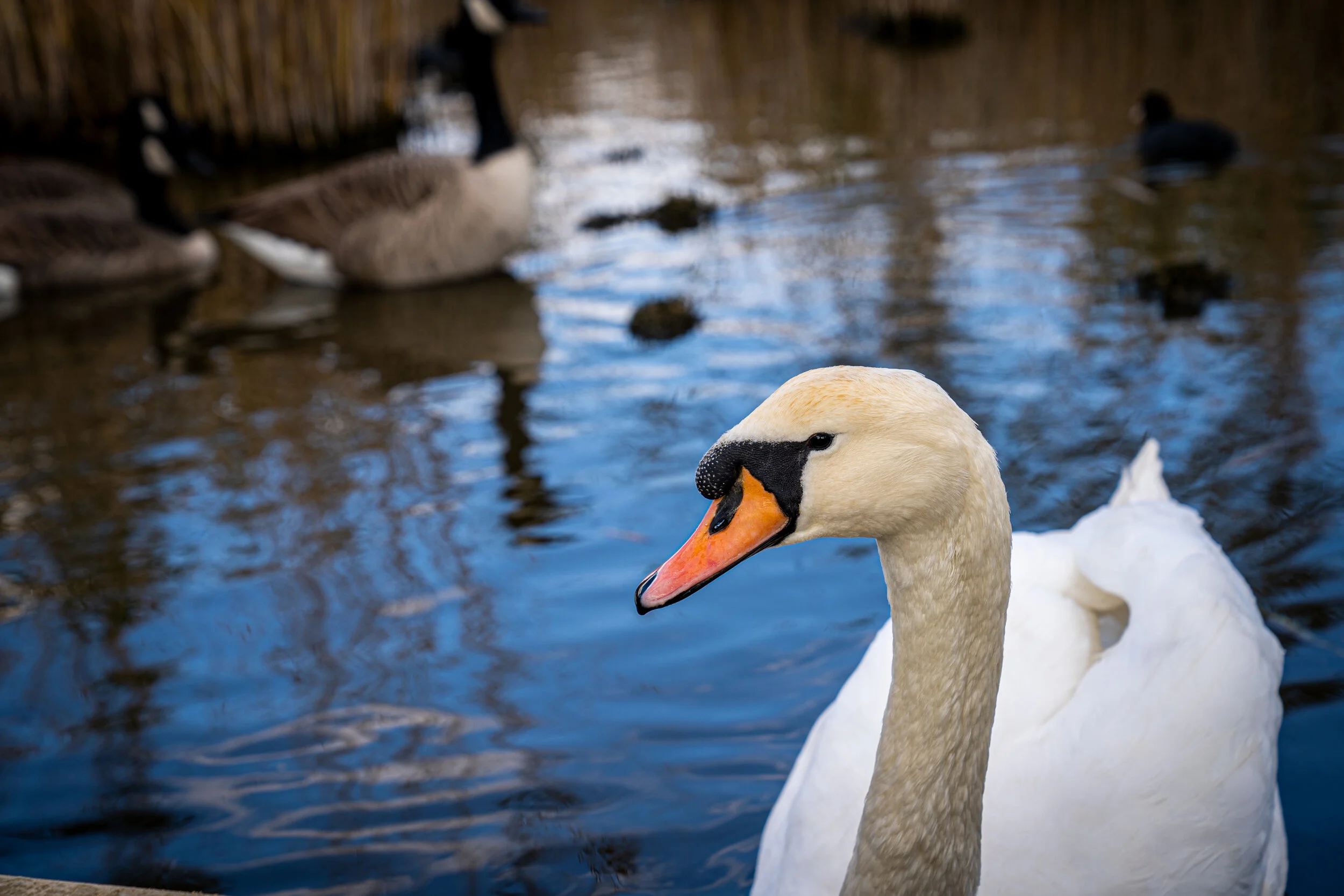 Week 7 - "Swan" (18 October 2020)
