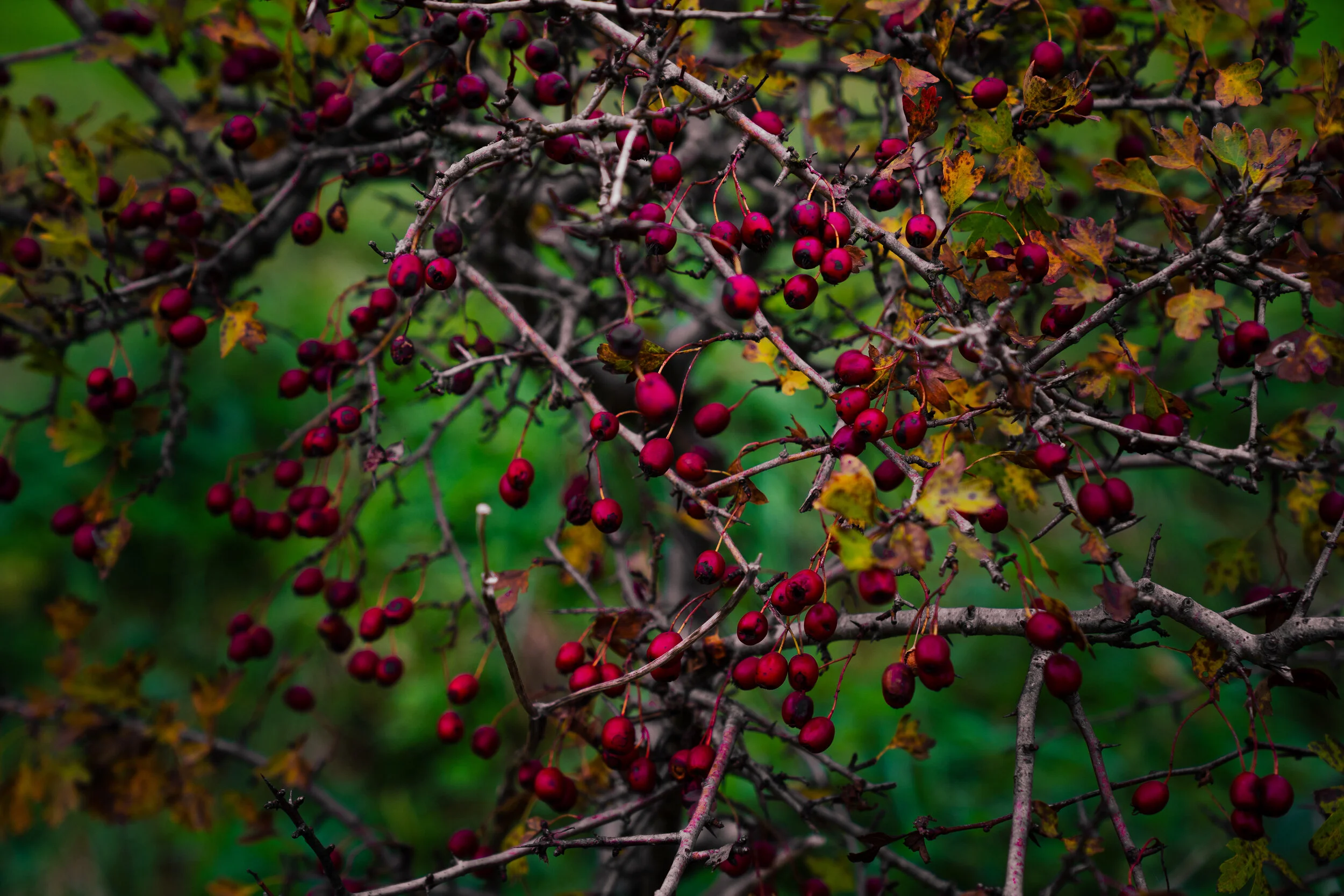 Week 8 - "A berry good day" (25 October 2020)