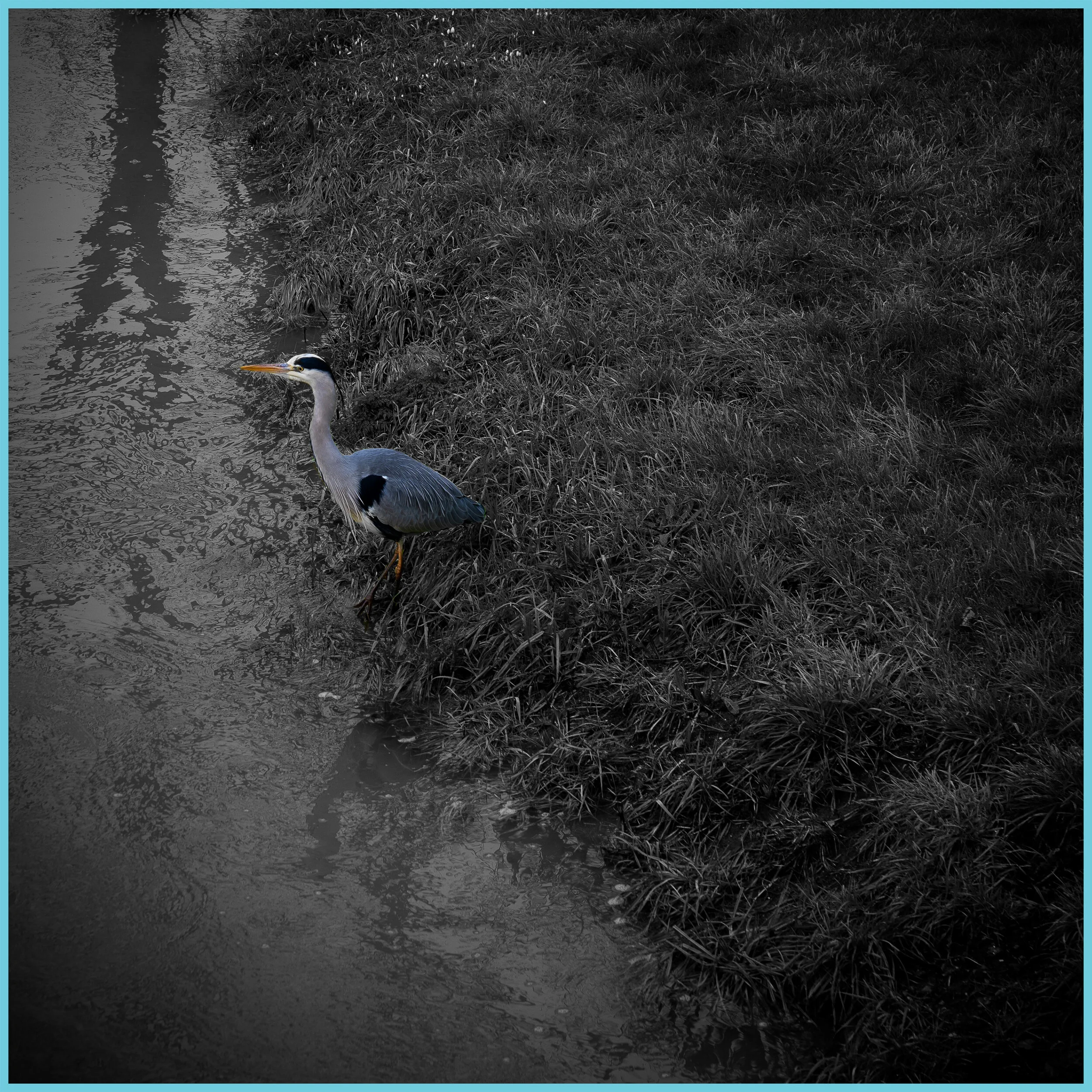 Week 23 - "Heron" (7 February 2021)