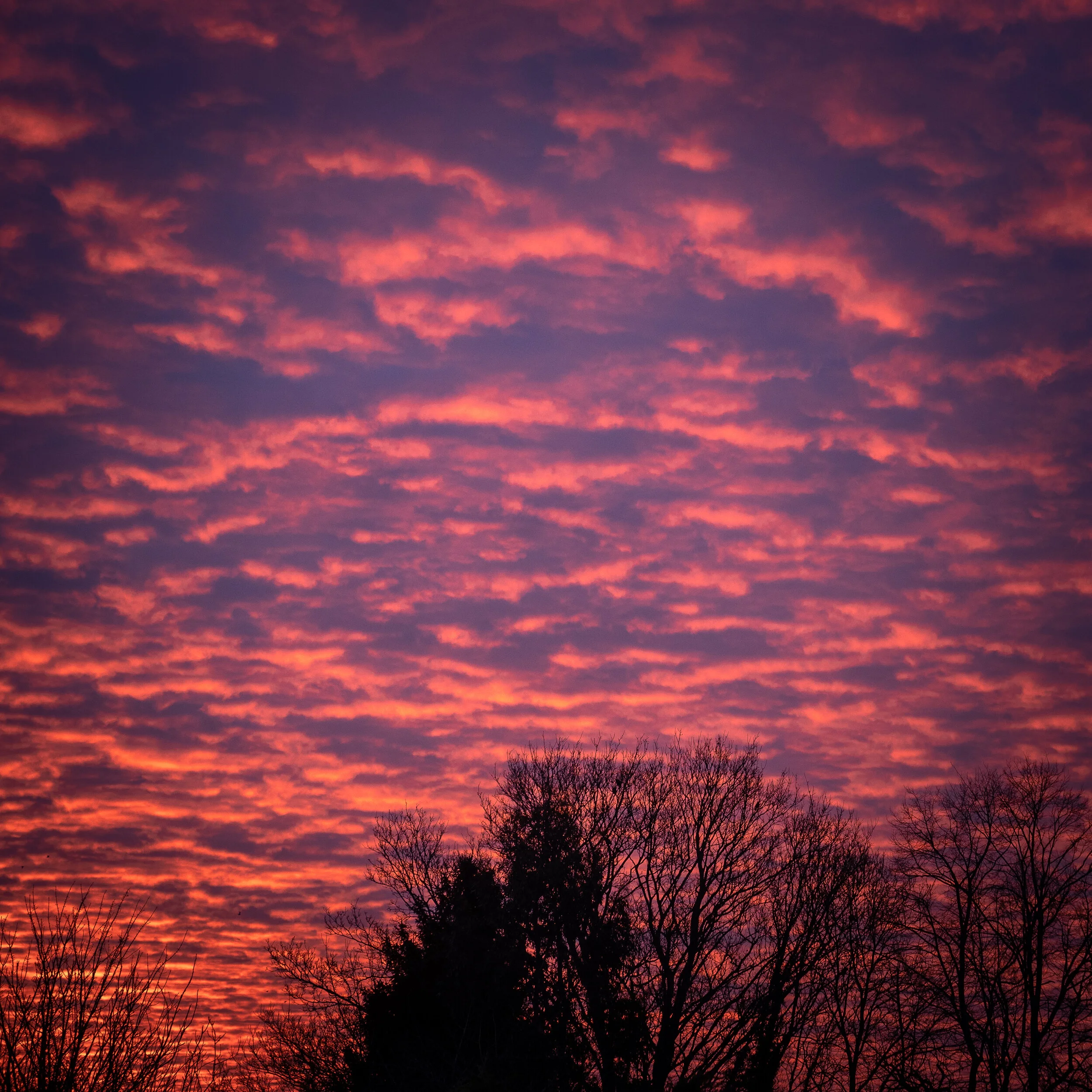 Week 24 - "Mackerel Sunrise" (14 February 2021)