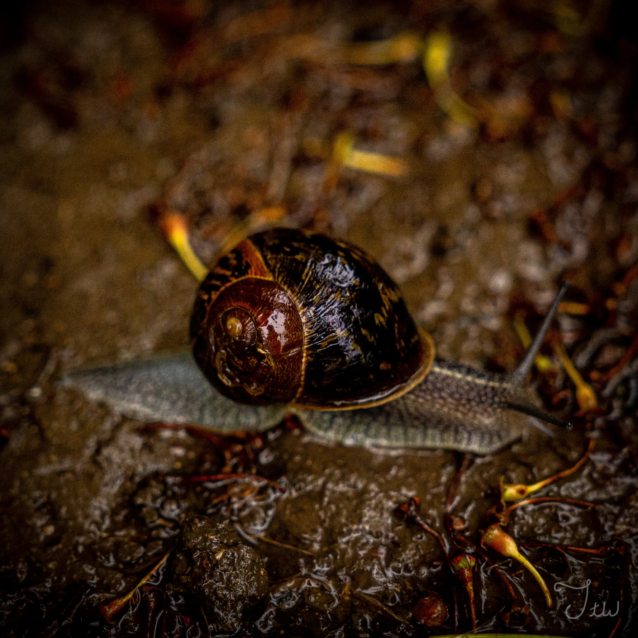 Week 42 - "Snail's Pace" (20 June 2021)