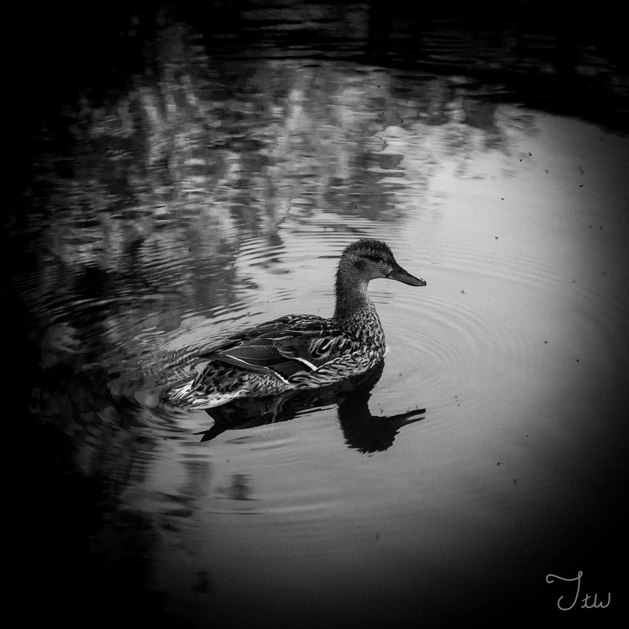Week 43 - "Ducky" (27 June 2021)