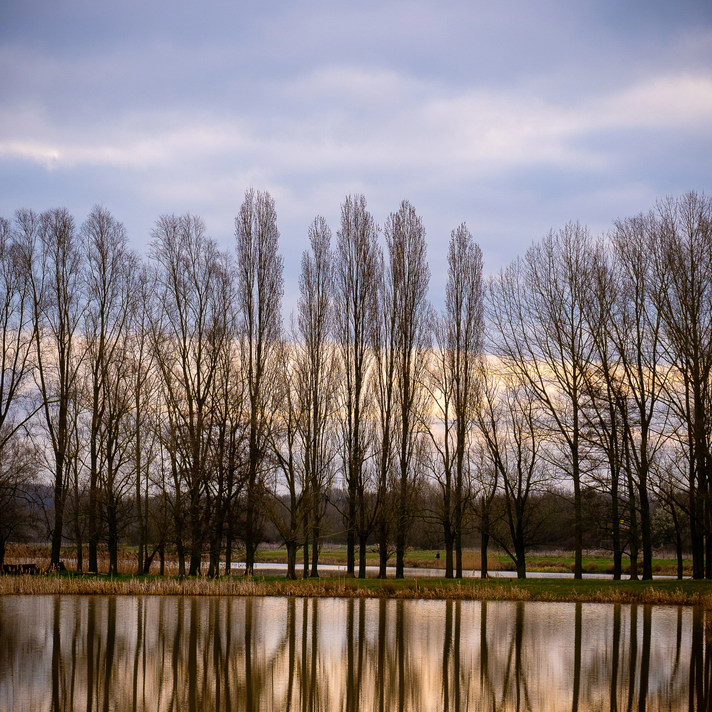 Week 29 - "Trees in a Row" (21 March 2021)