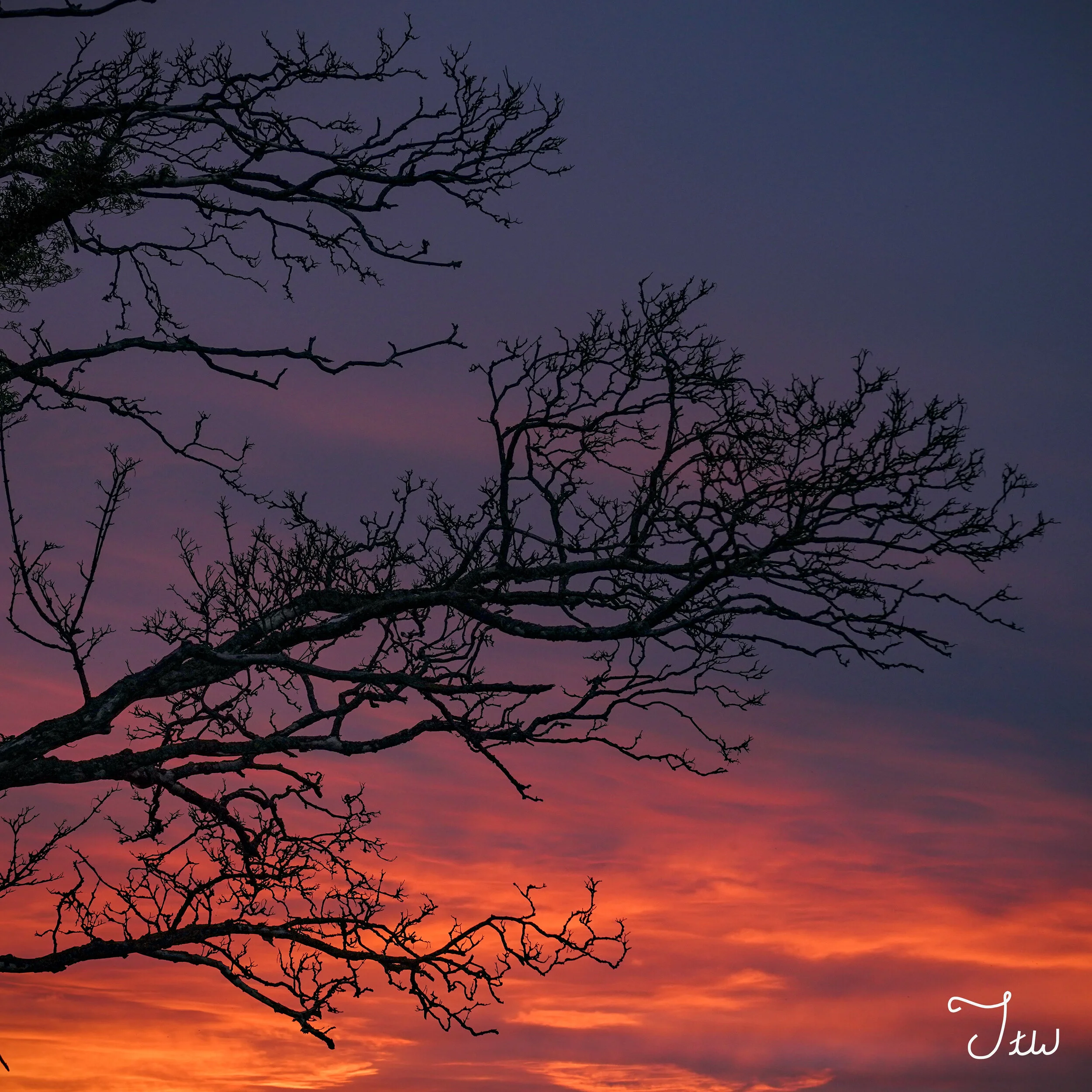Week 40 - "Branches of the Sun" (06 June 2021)
