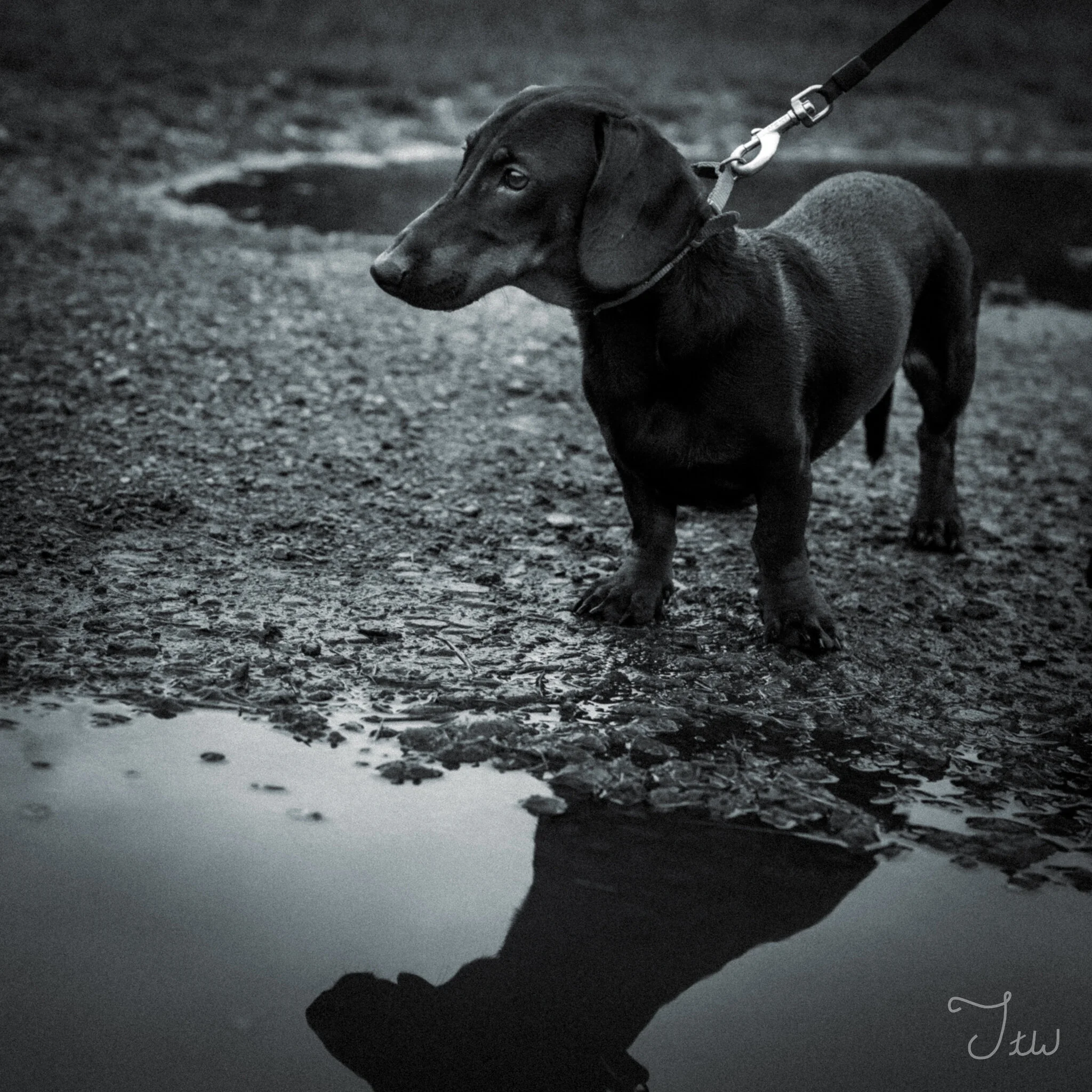 Week 45 -  "Puppy Puddle" (11 July 2021)