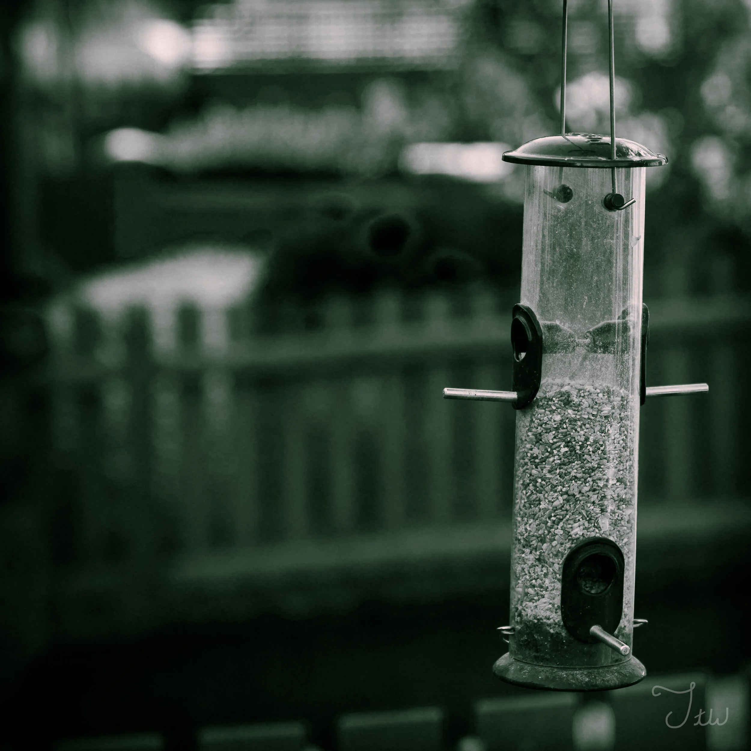 Week 41 - "Feeder on the Feed" (13 June 2021)
