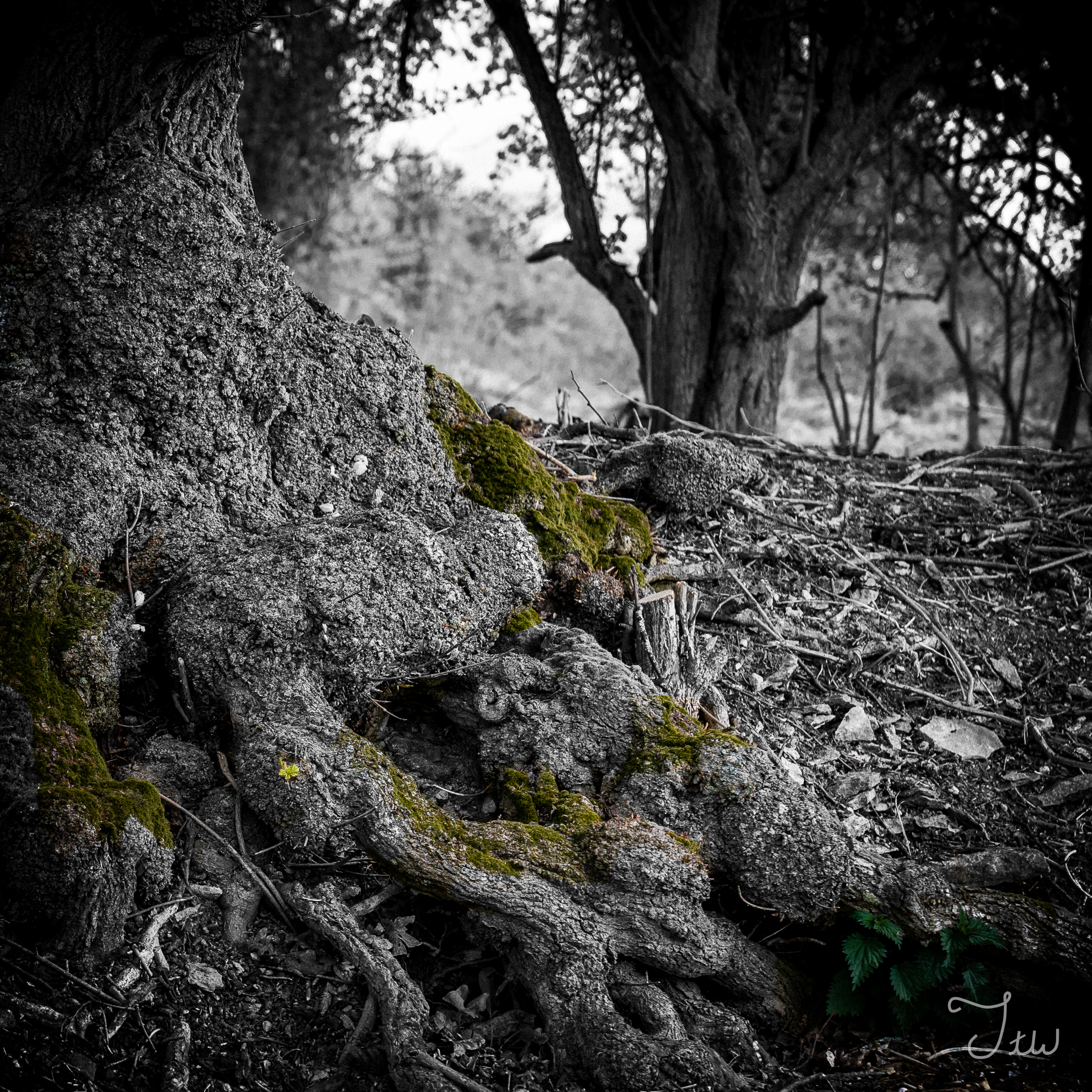 Week 35 - "Moss on a Tree" (2 May 2021)