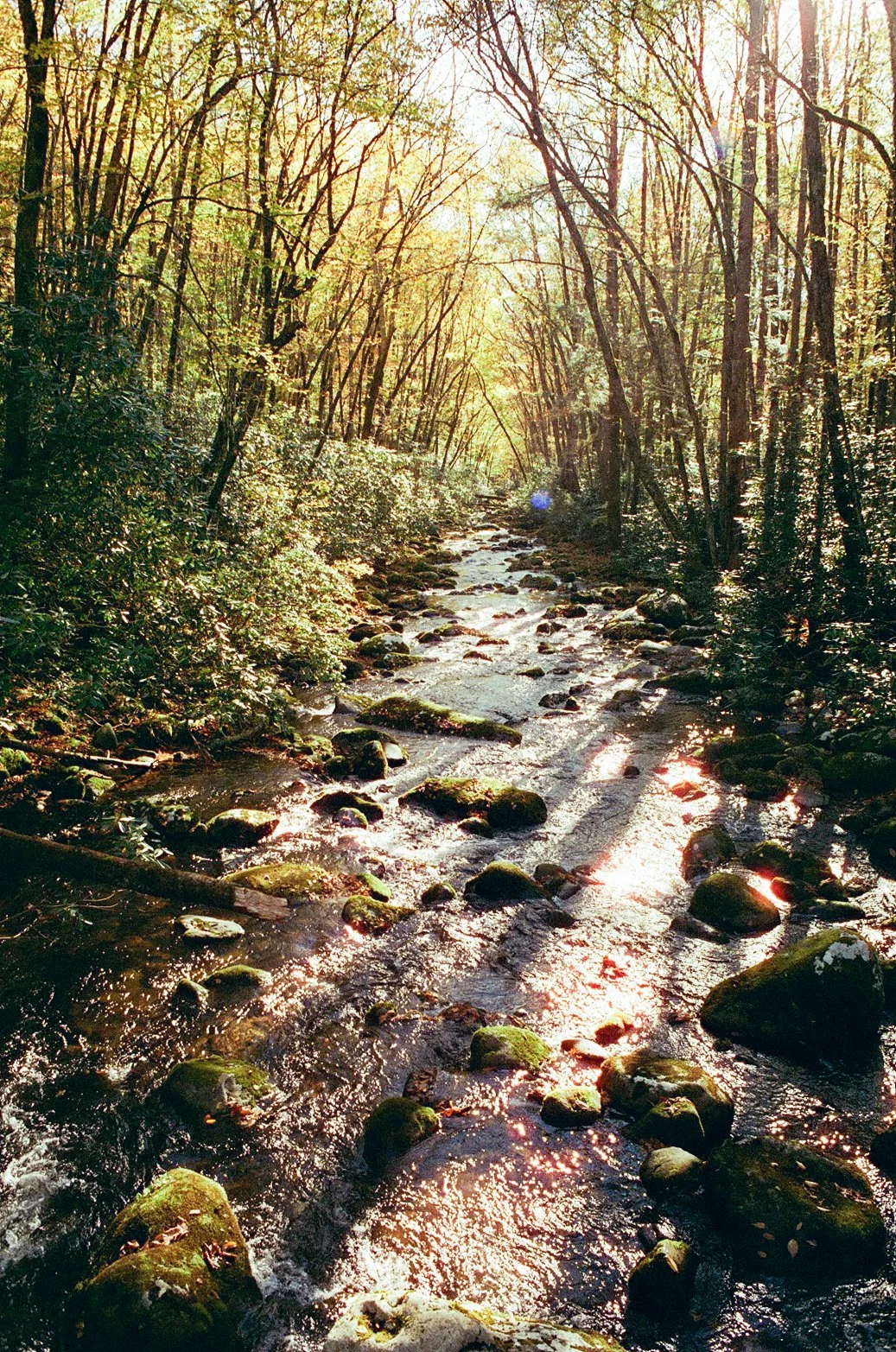 Fall Smoky-000198370002.jpg