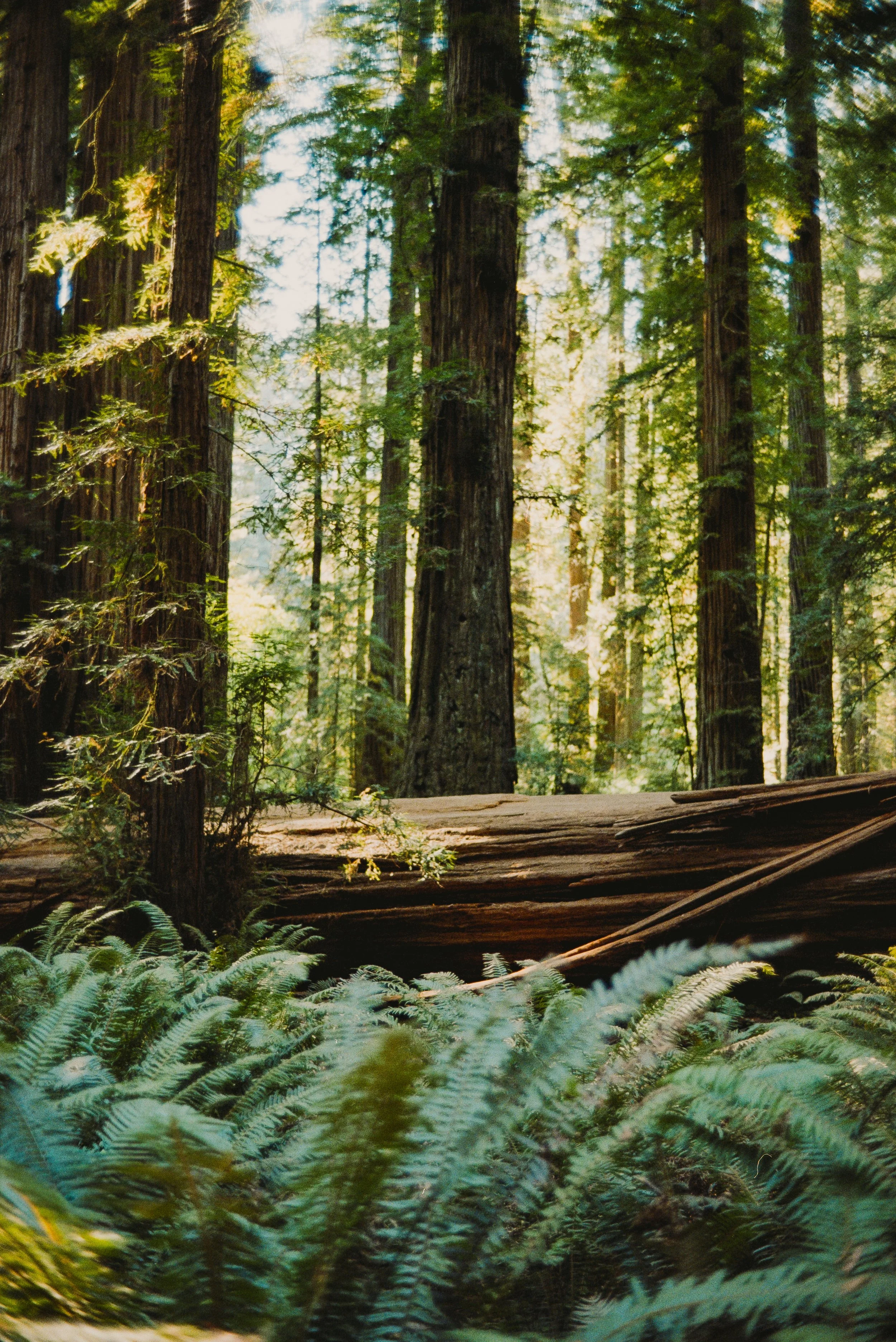 2026_08_24_Oregon_Scout--4.JPG
