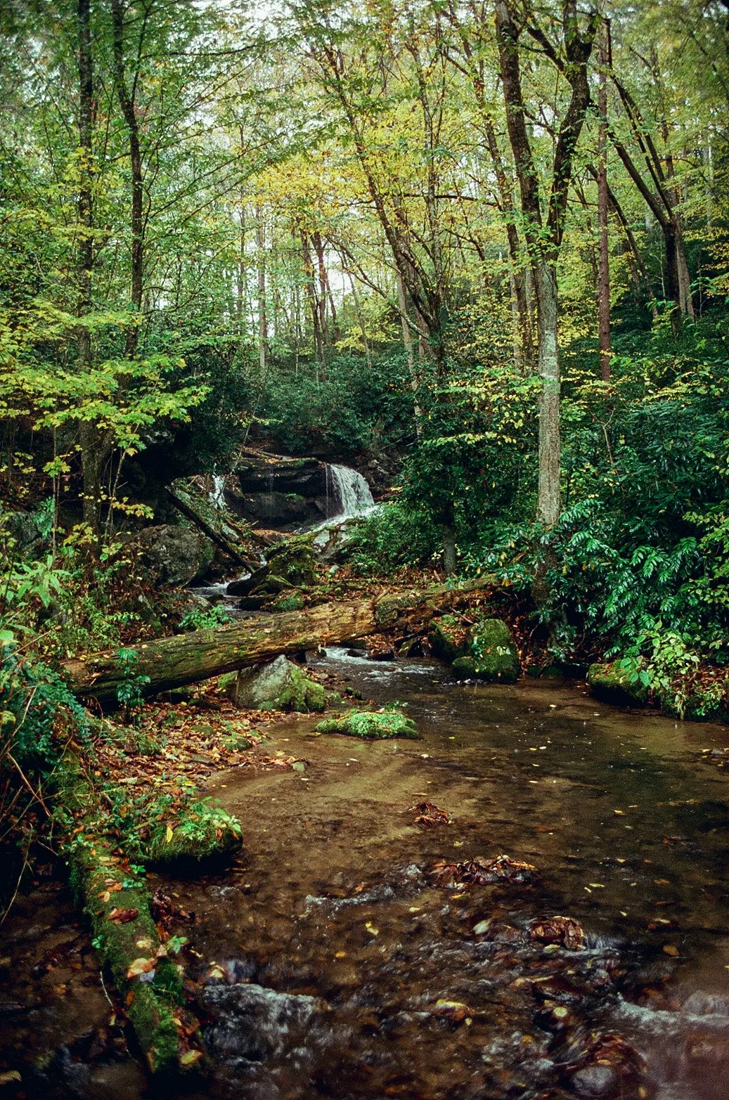 Fall Smoky-000198380017.jpg