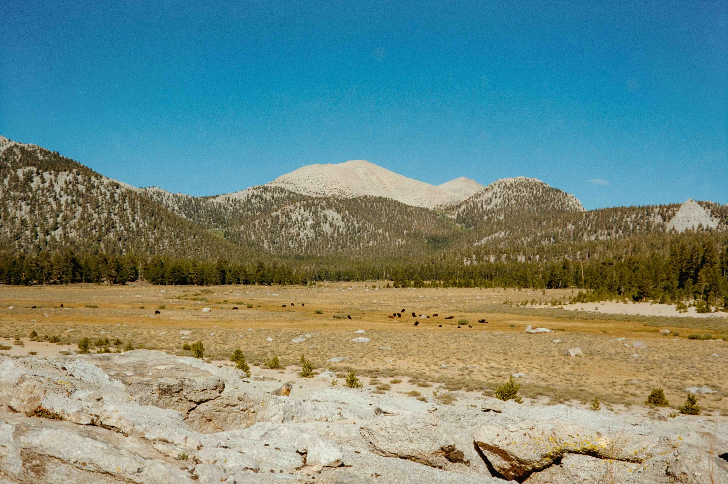 whitney export--53.jpg
