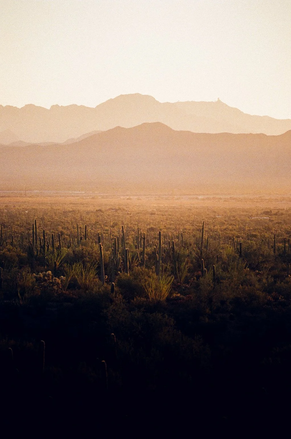 saguaro-000410460029.jpg