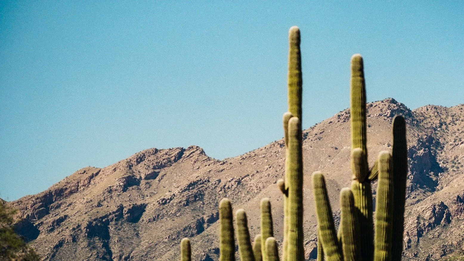 saguaro-000410460015.jpg