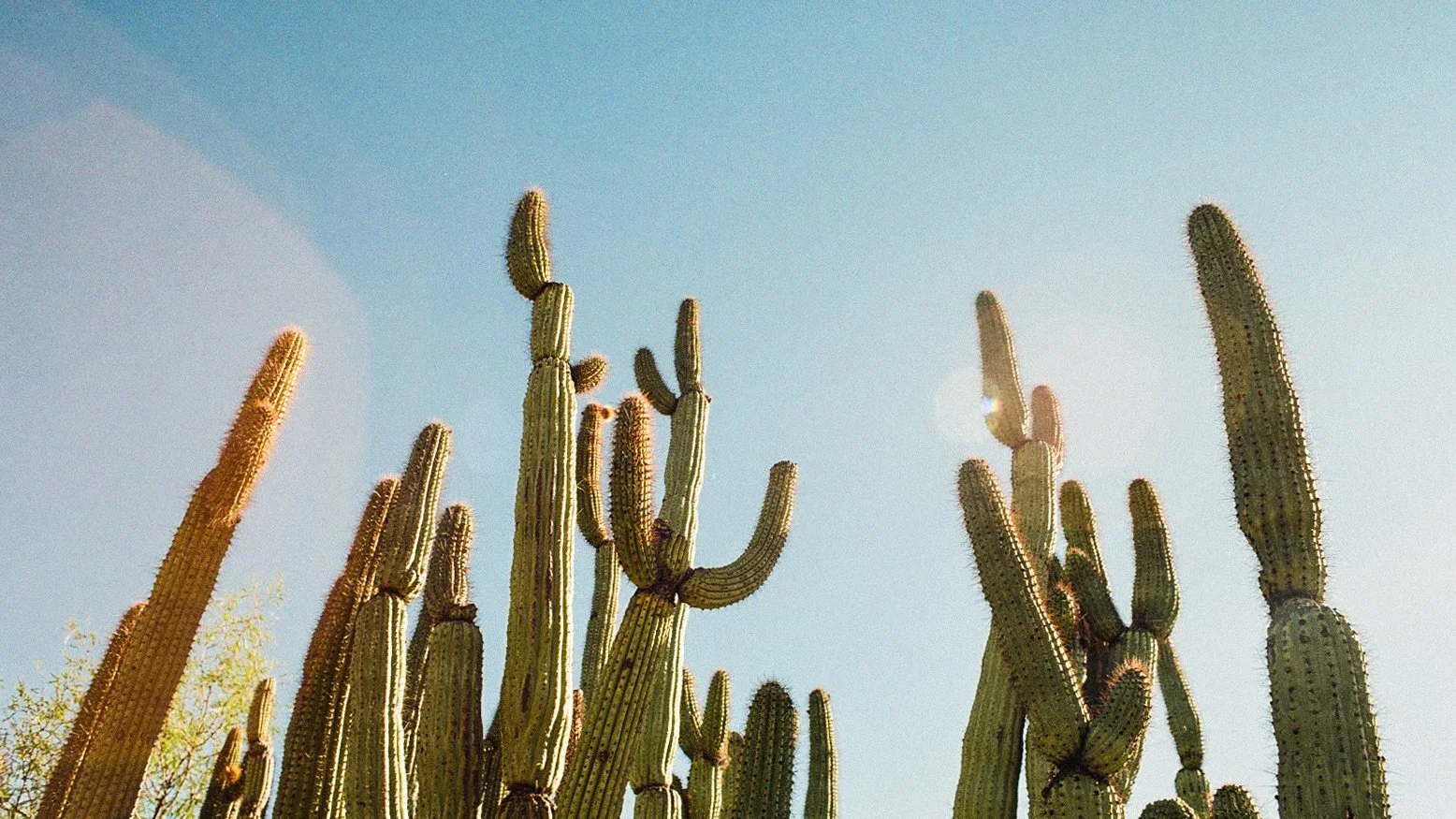 saguaro-000410450018.jpg