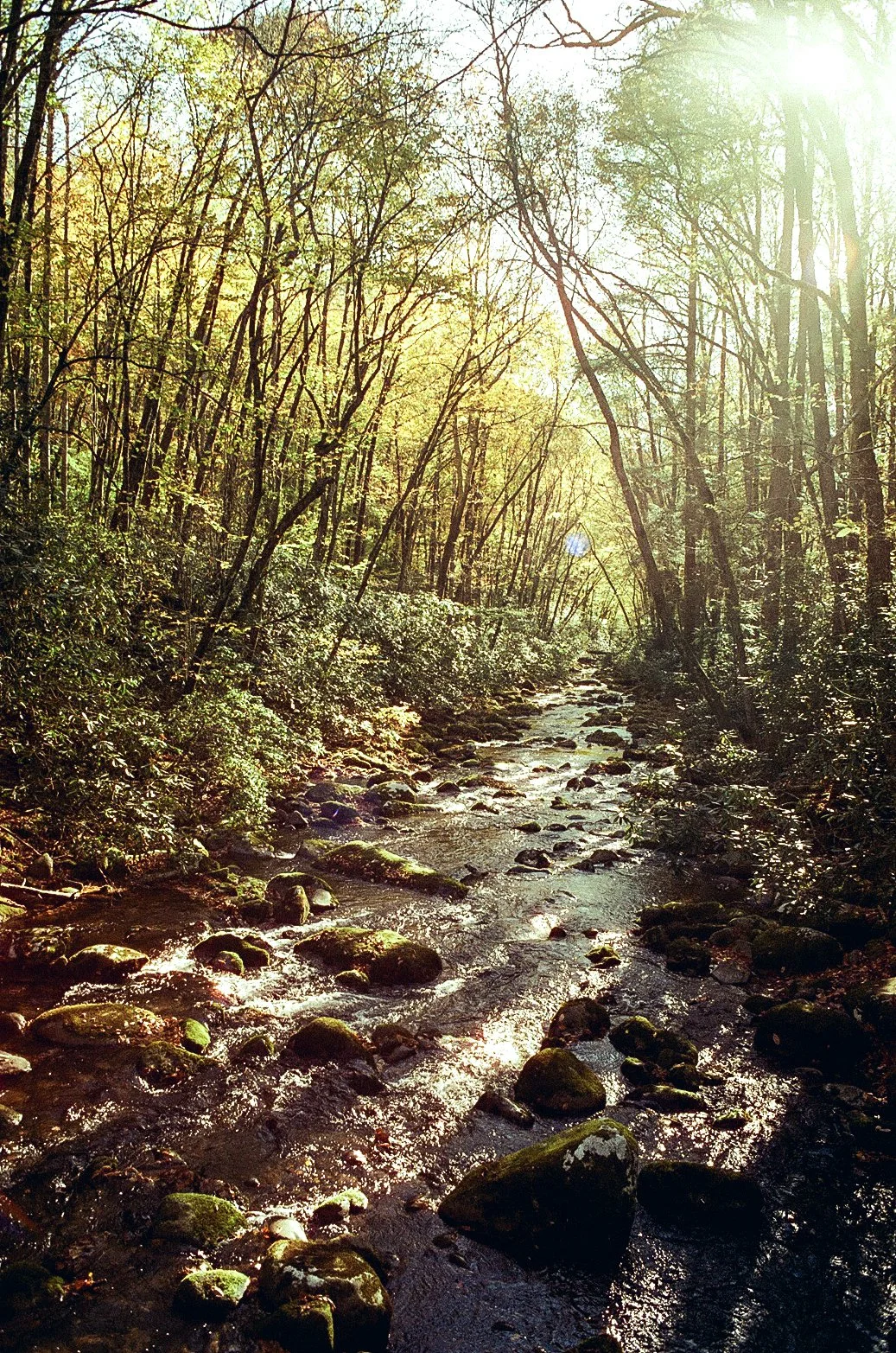 Fall Smoky-000198370003.jpg