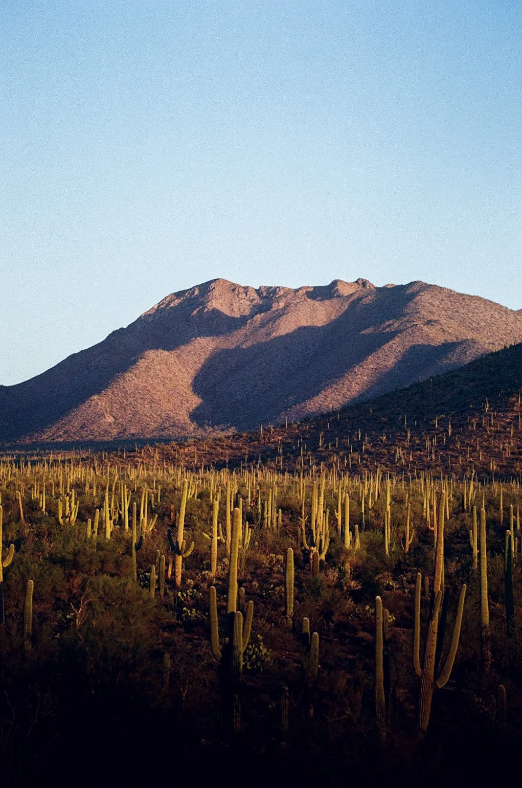 saguaro-000410460030.jpg