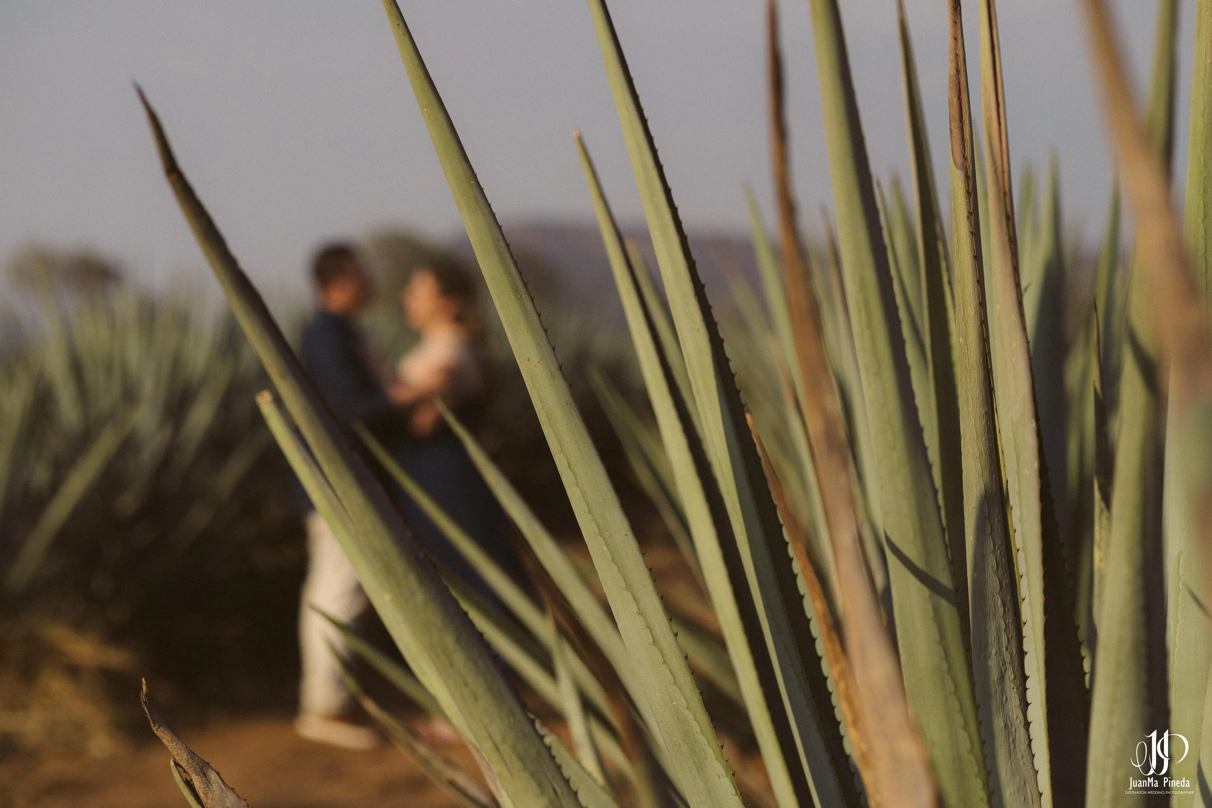 Preboda+Fotografía+Tequila-17.jpg