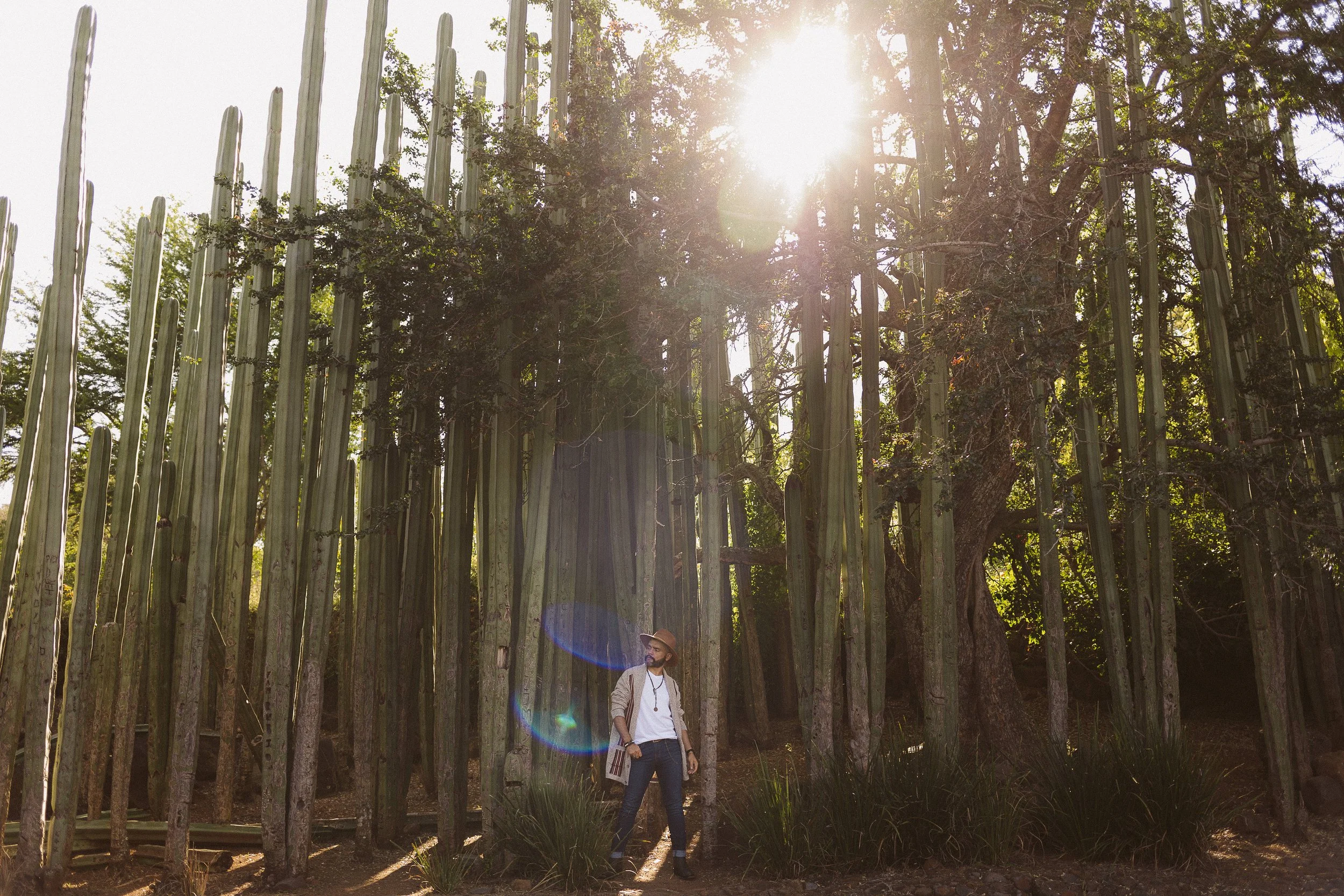 Hombre con sombrero entre cactus altos y árboles, con luz solar brillante filtrándose entre el follaje.