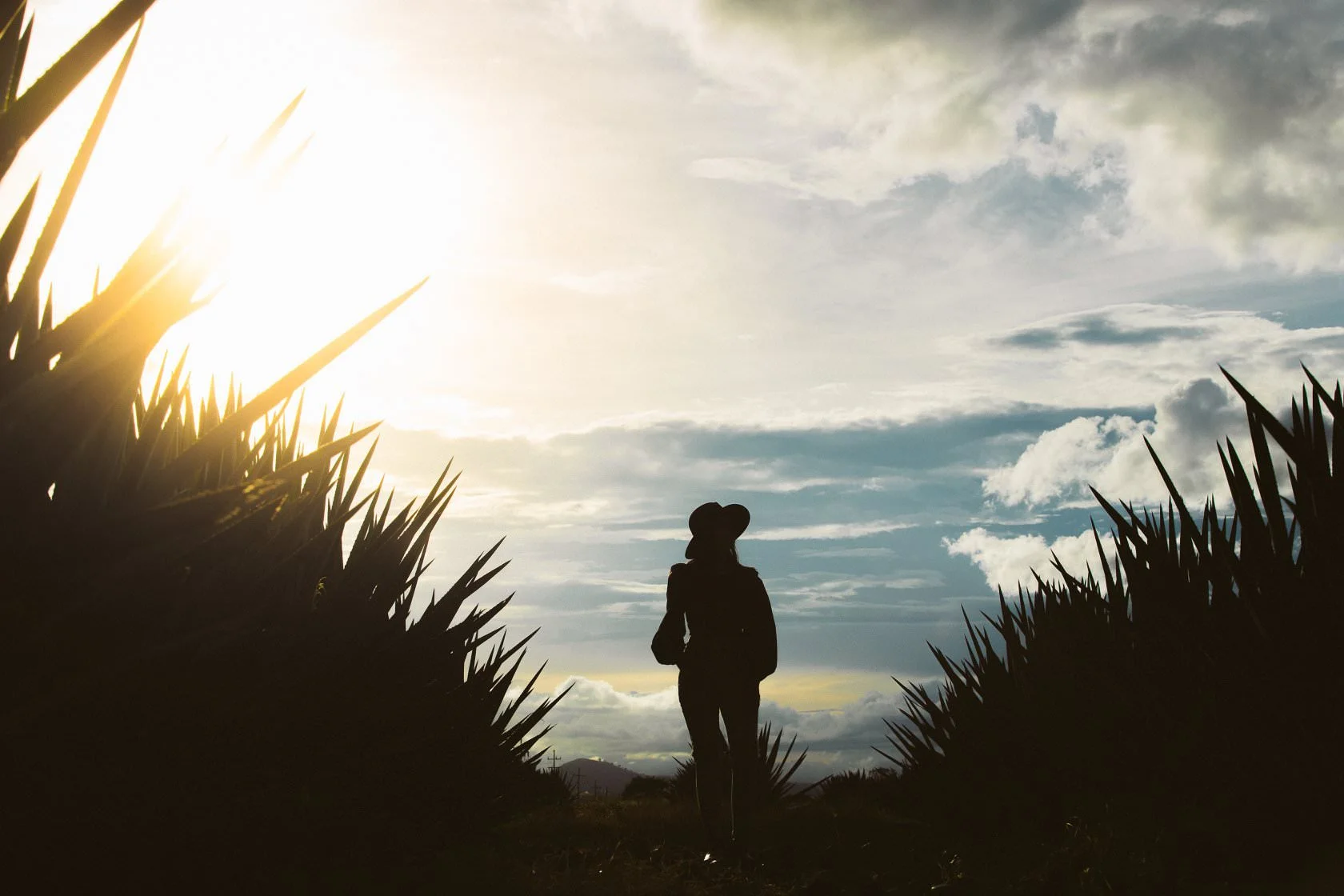 Persona con sombrero caminando entre plantas de agave al atardecer.