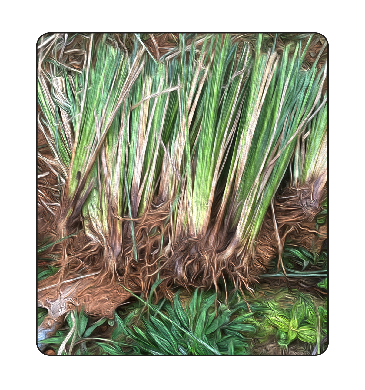 HM_AaF_Vetiver-01.png